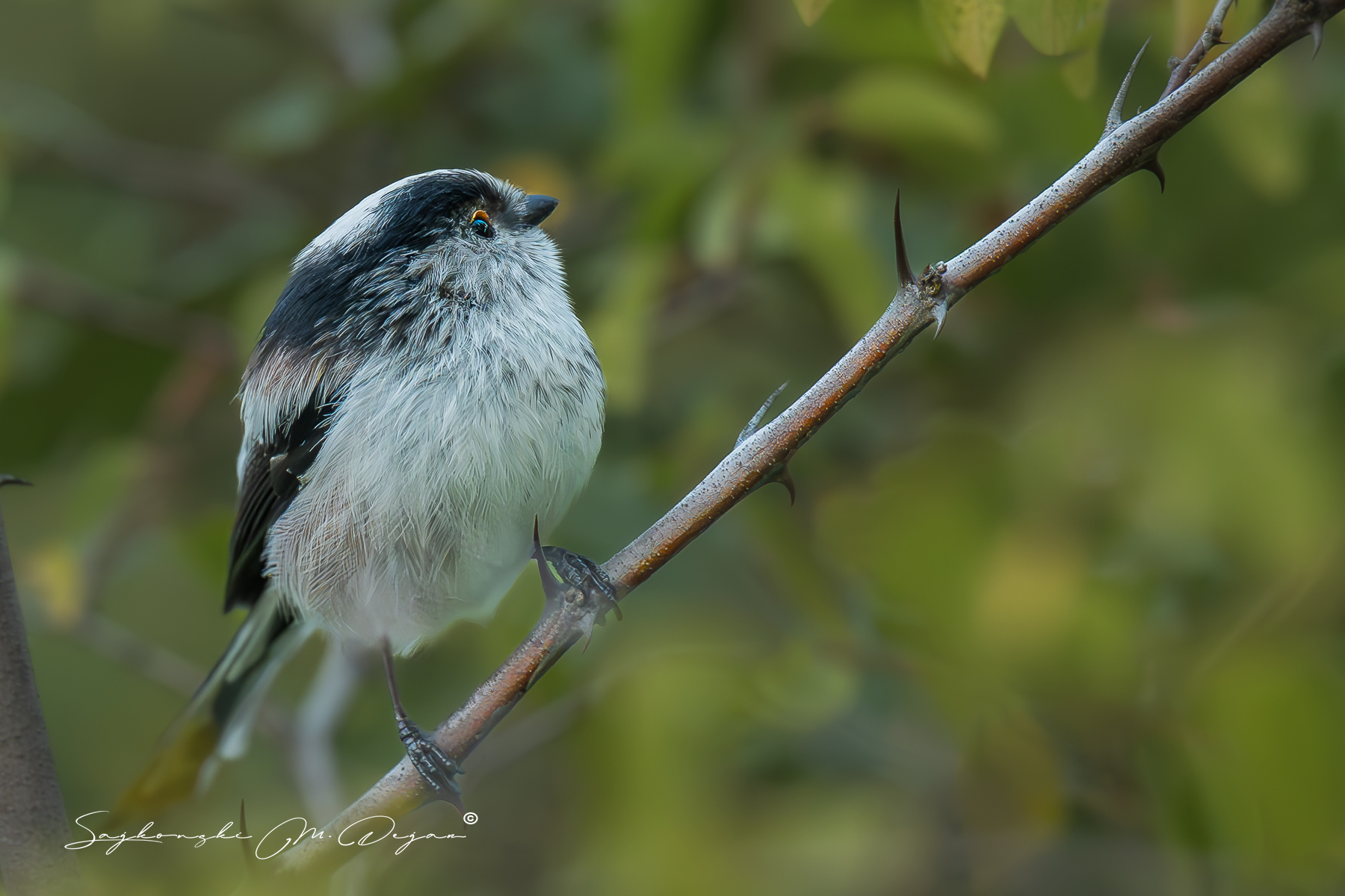 birds, Sajkovski Dejan