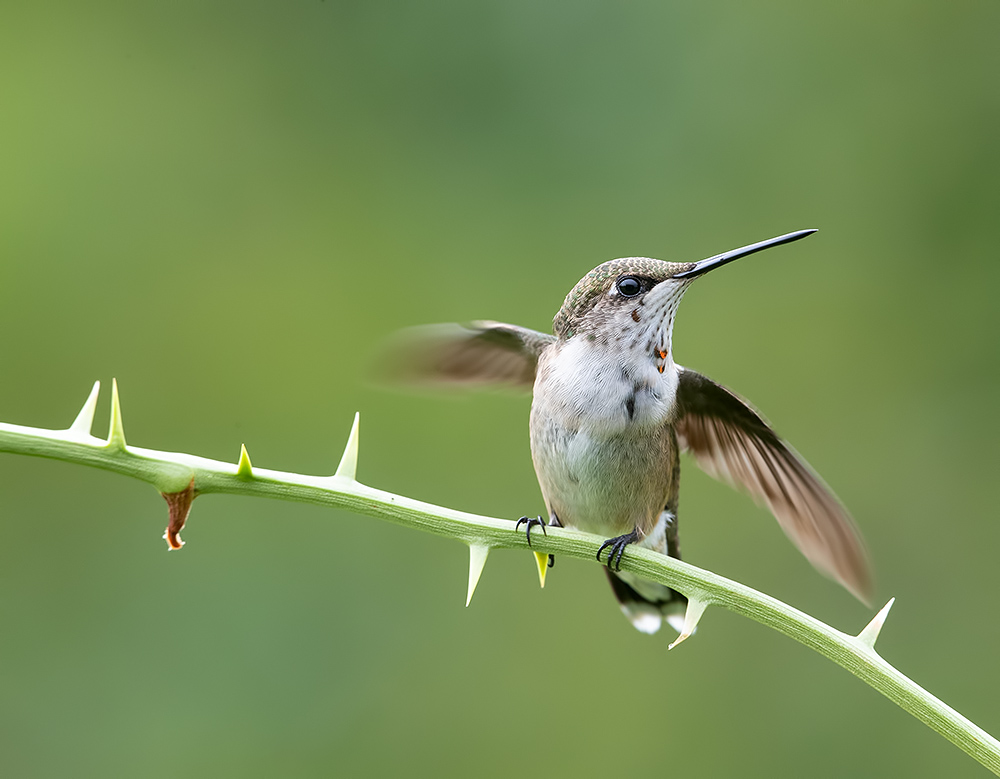 колибри,ruby-throated hummingbird, hummingbird, Etkind Elizabeth