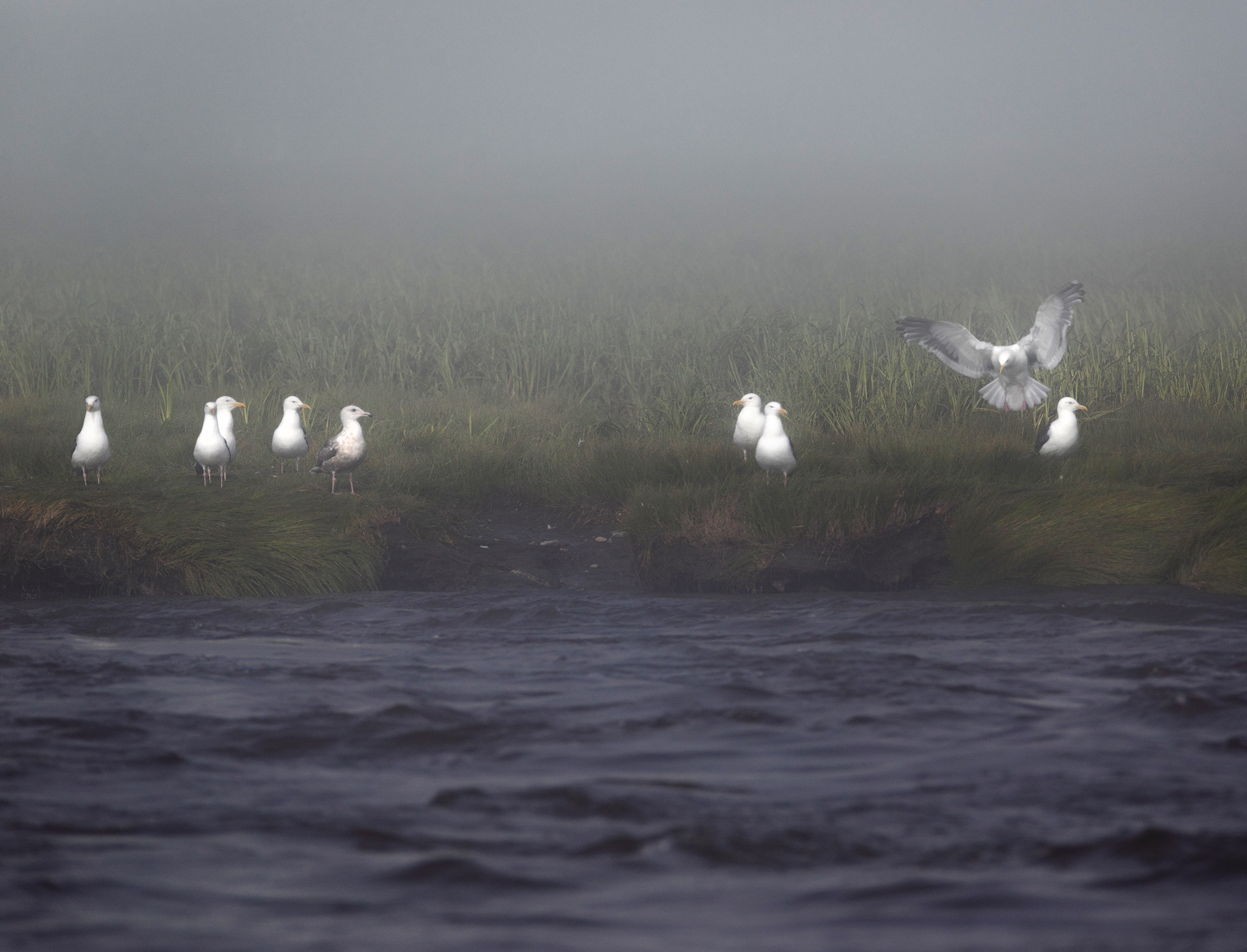 птицы,  чайки, туман, природа, море, Павел Ващенков