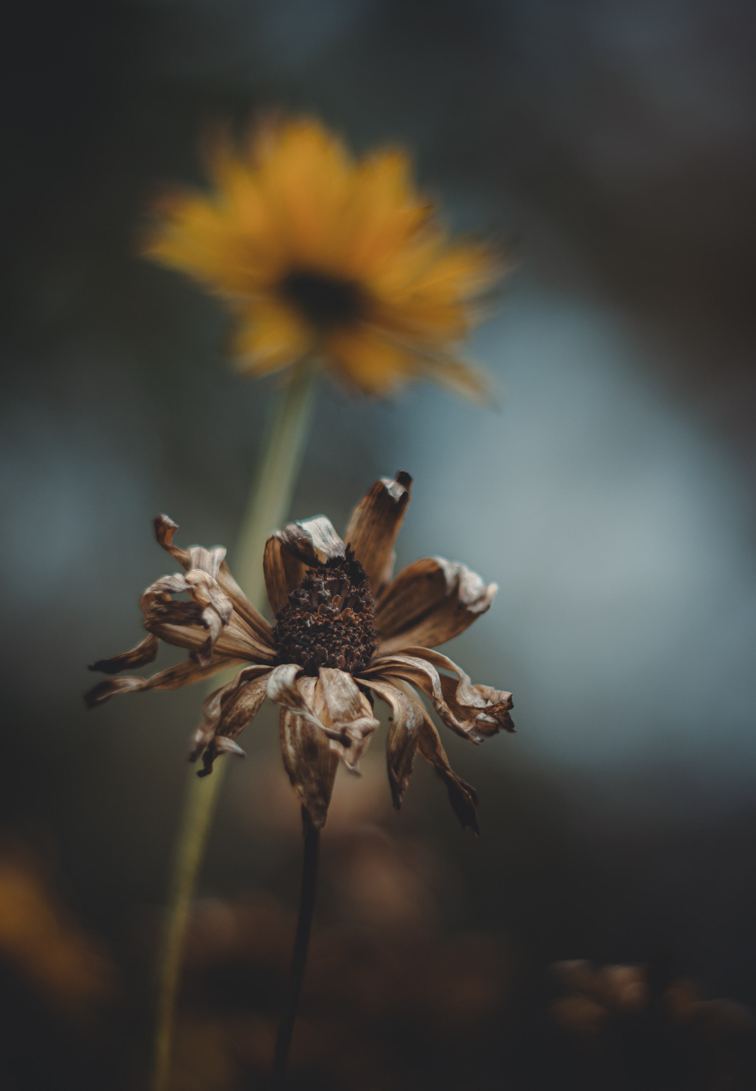 , Вайсберг Александр