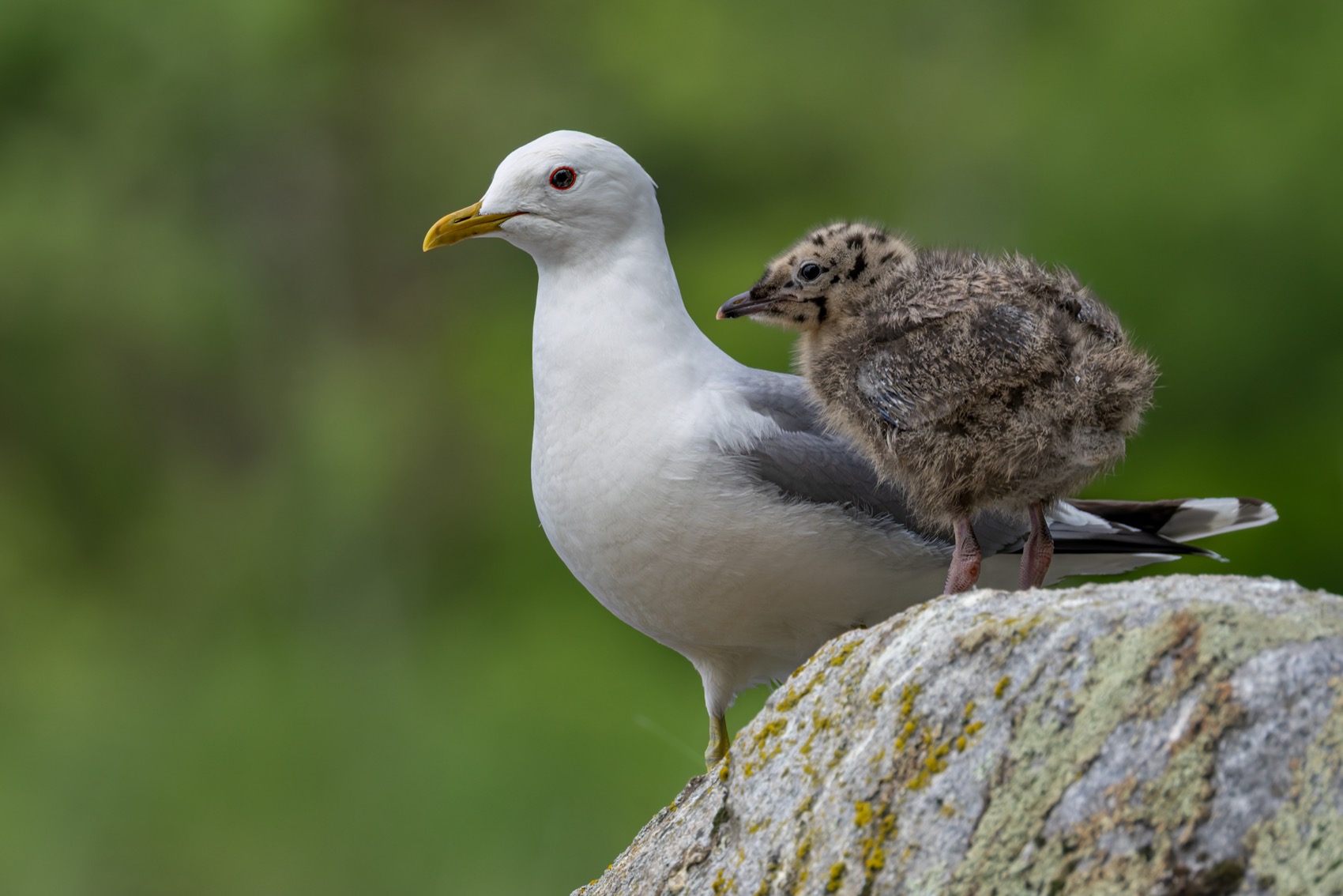 сизая чайка, птенец, чайка, птицы, Ruslan Pl