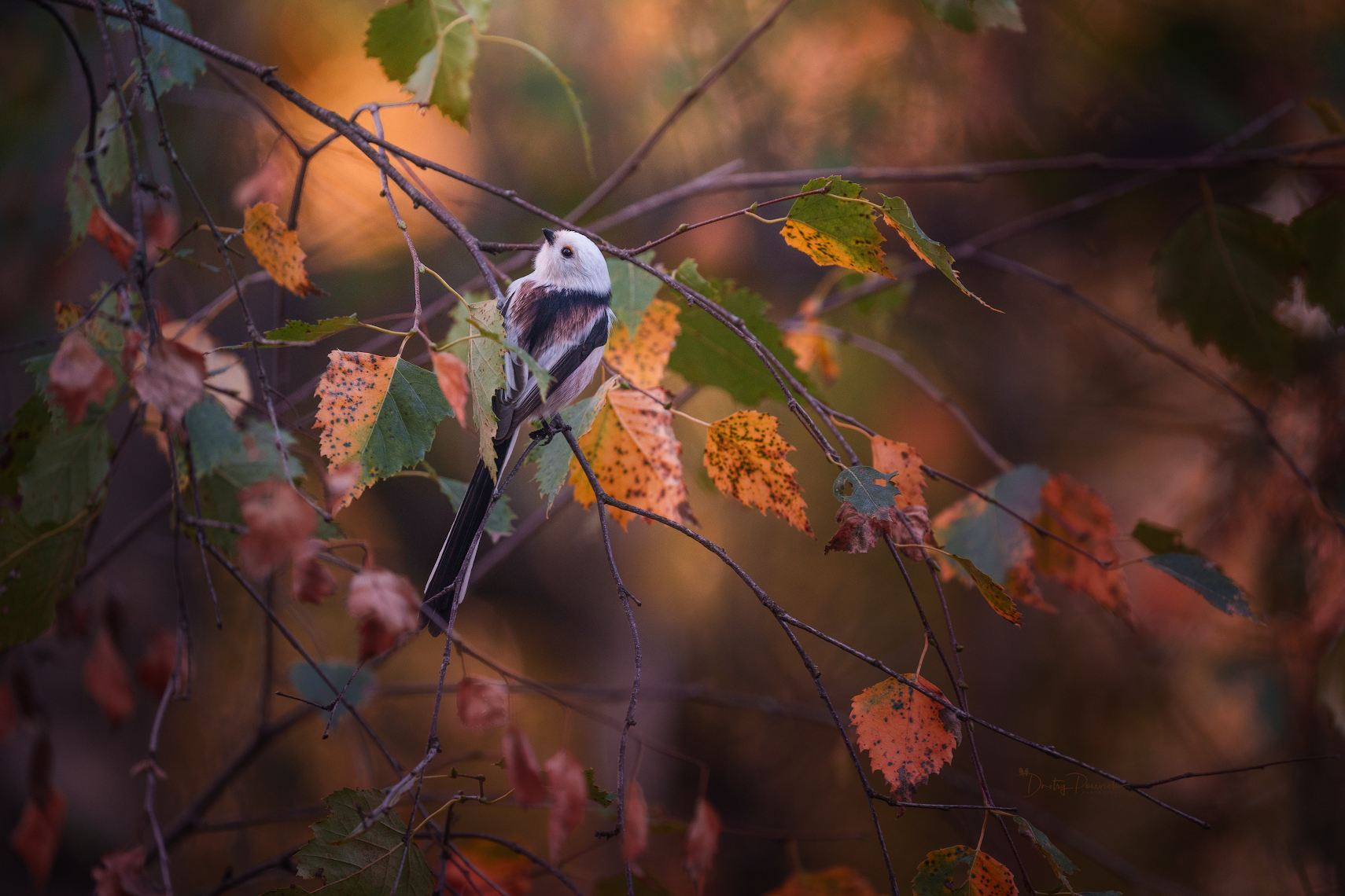 природа, лес, поля, огороды, животные, птицы, макро, Дмитрий Посевич