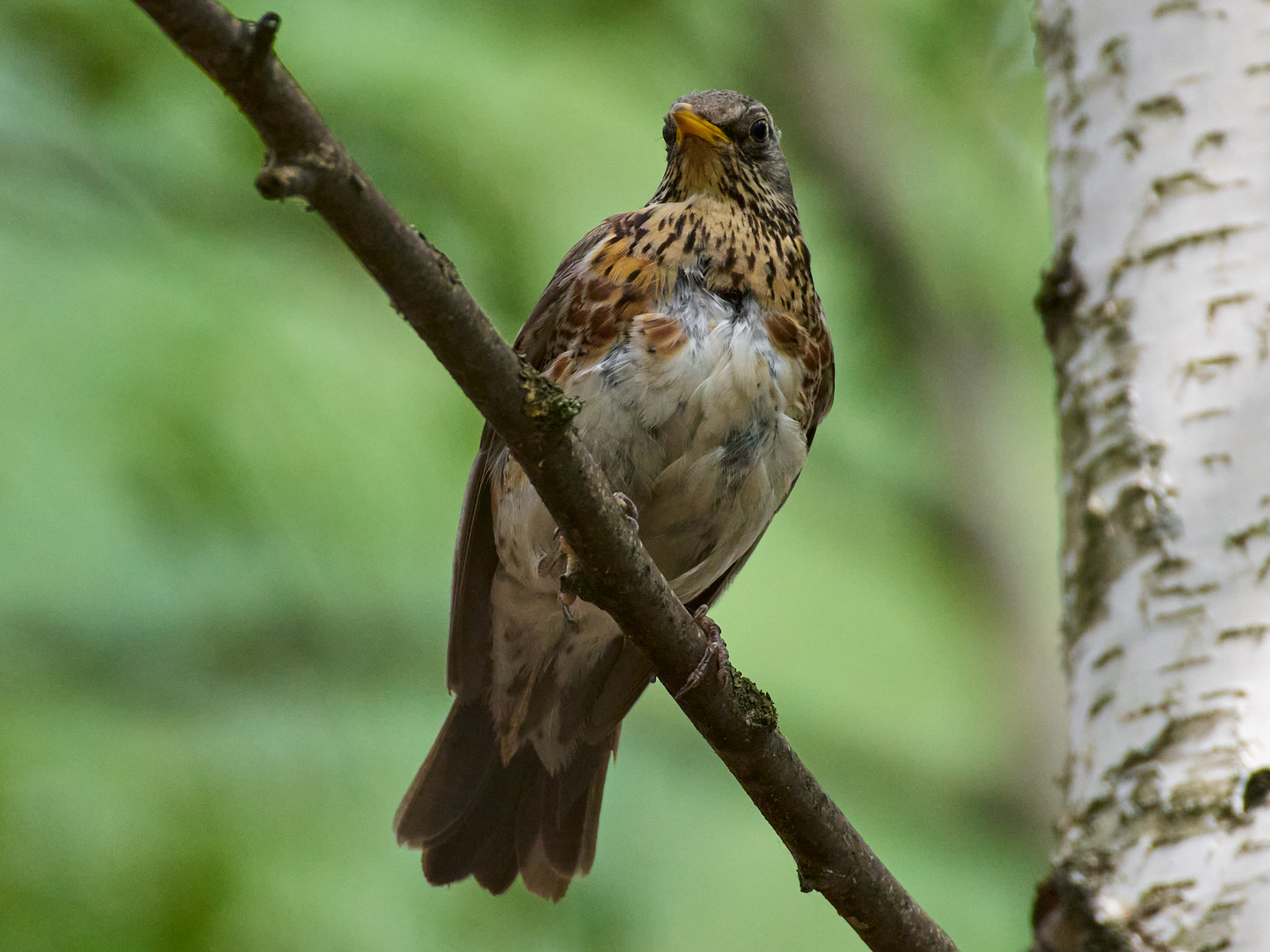 , Полина Шальнева