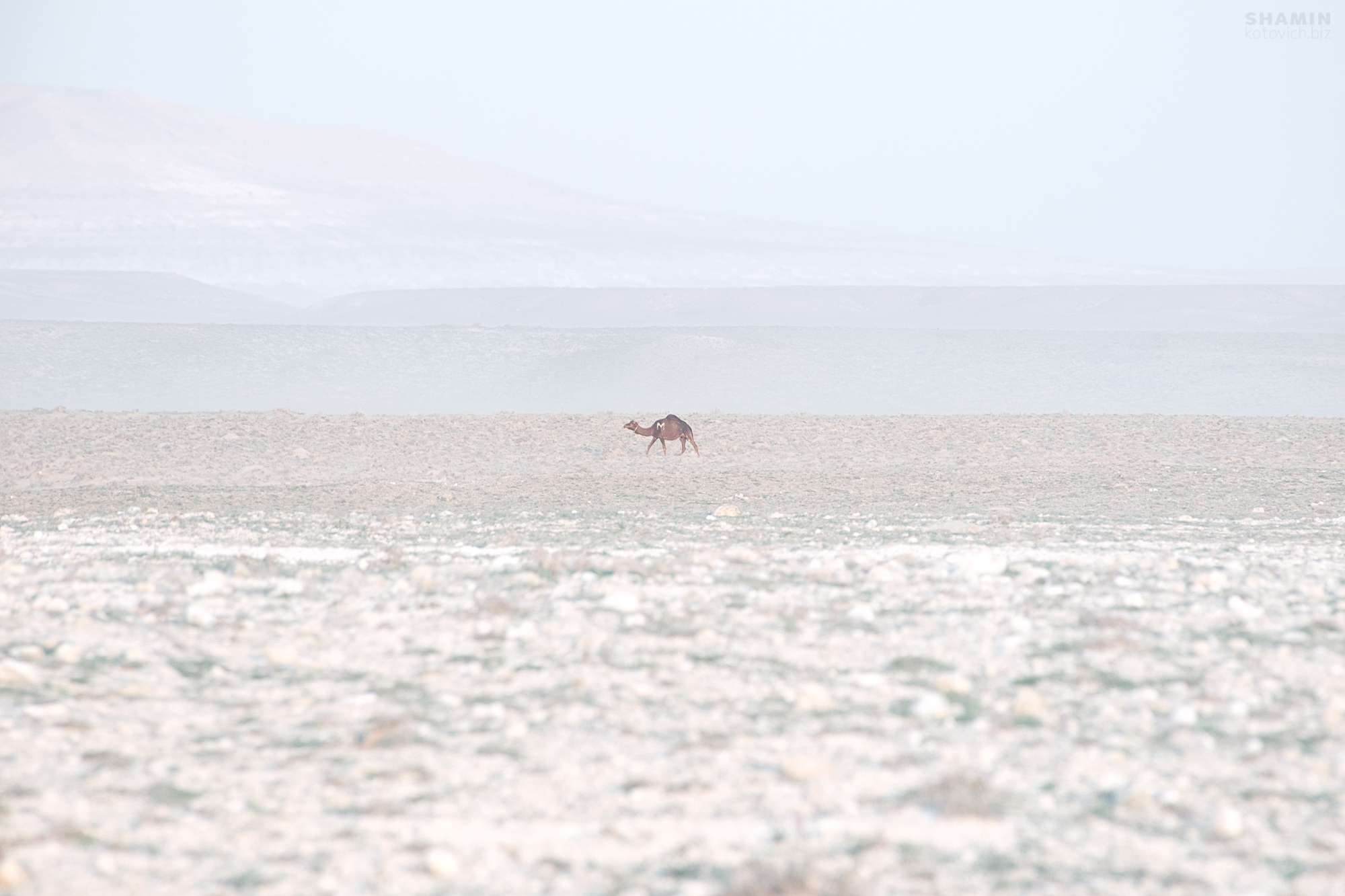 , Константин Шамин
