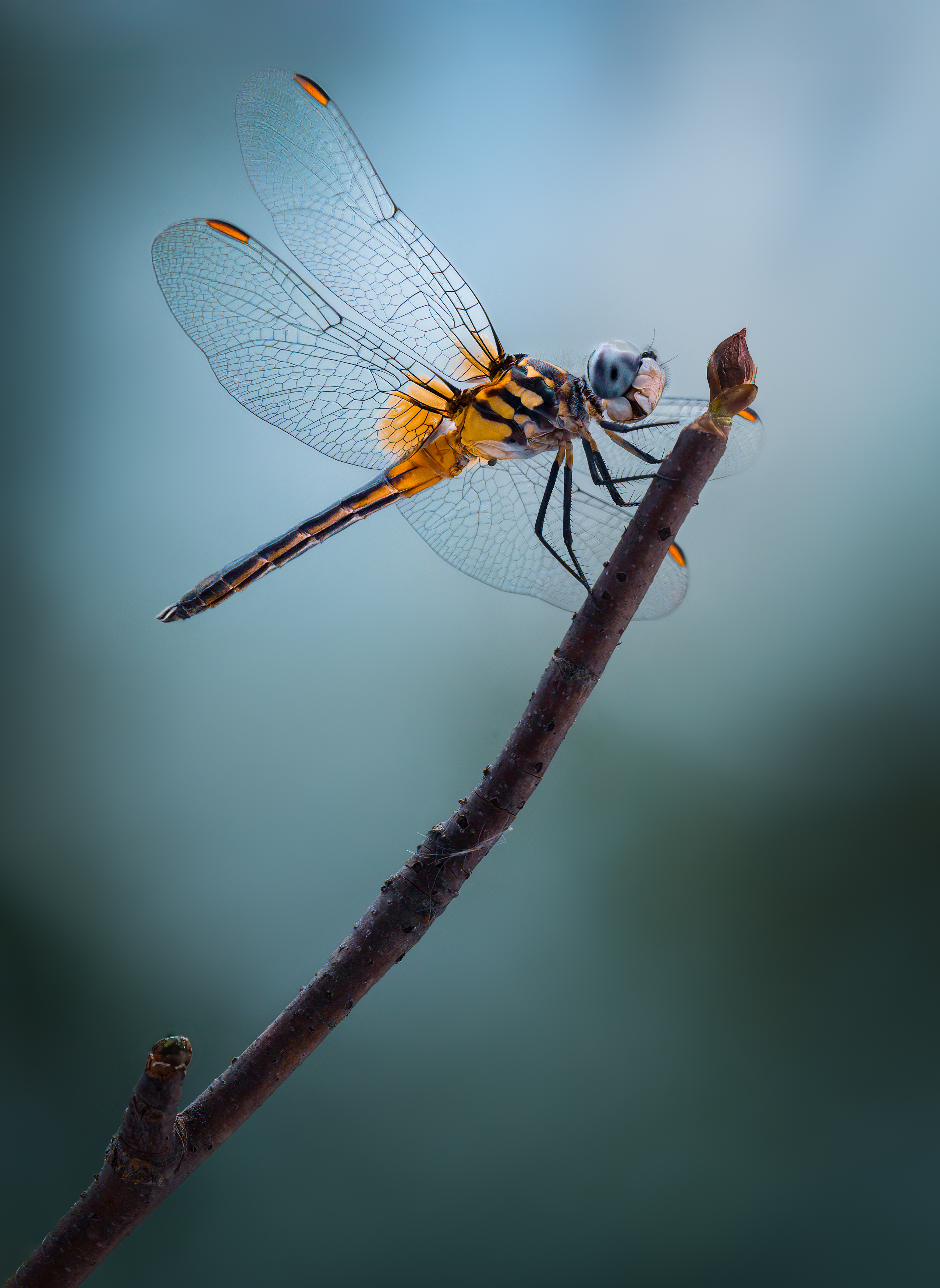 damselfly, dragonfly, insect, grass, sunset, dusk, evening, bug, macro, blade, grassland,, Atul Saluja