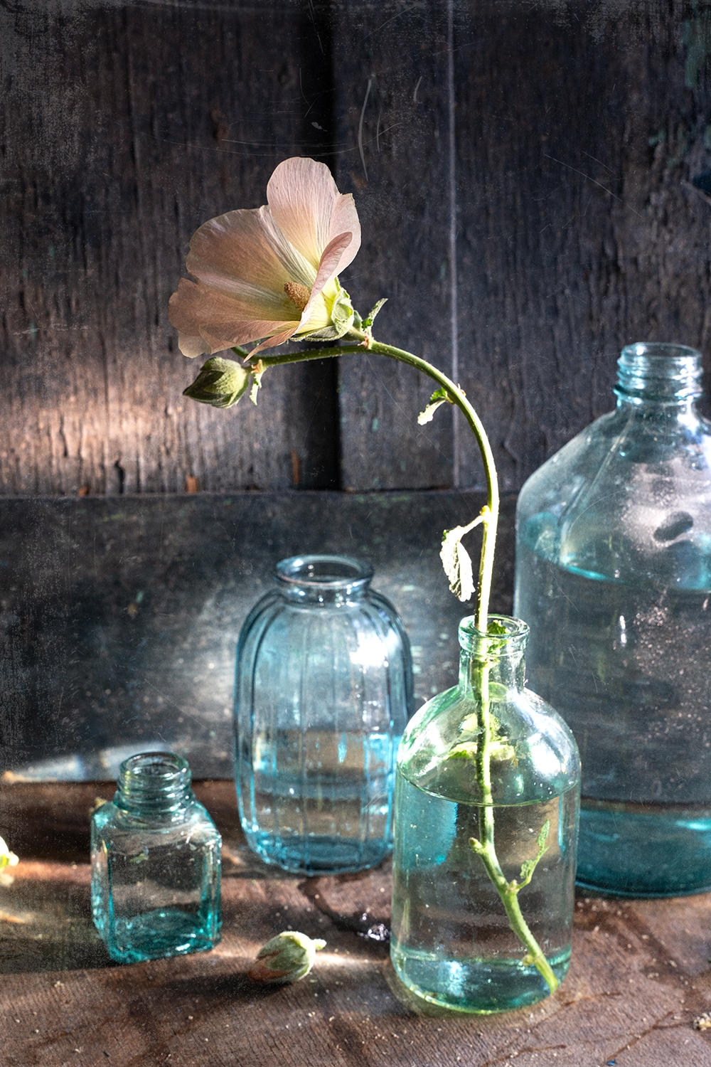 мальва, цветок, натюрморт, лучи солнца, Анна Иванова