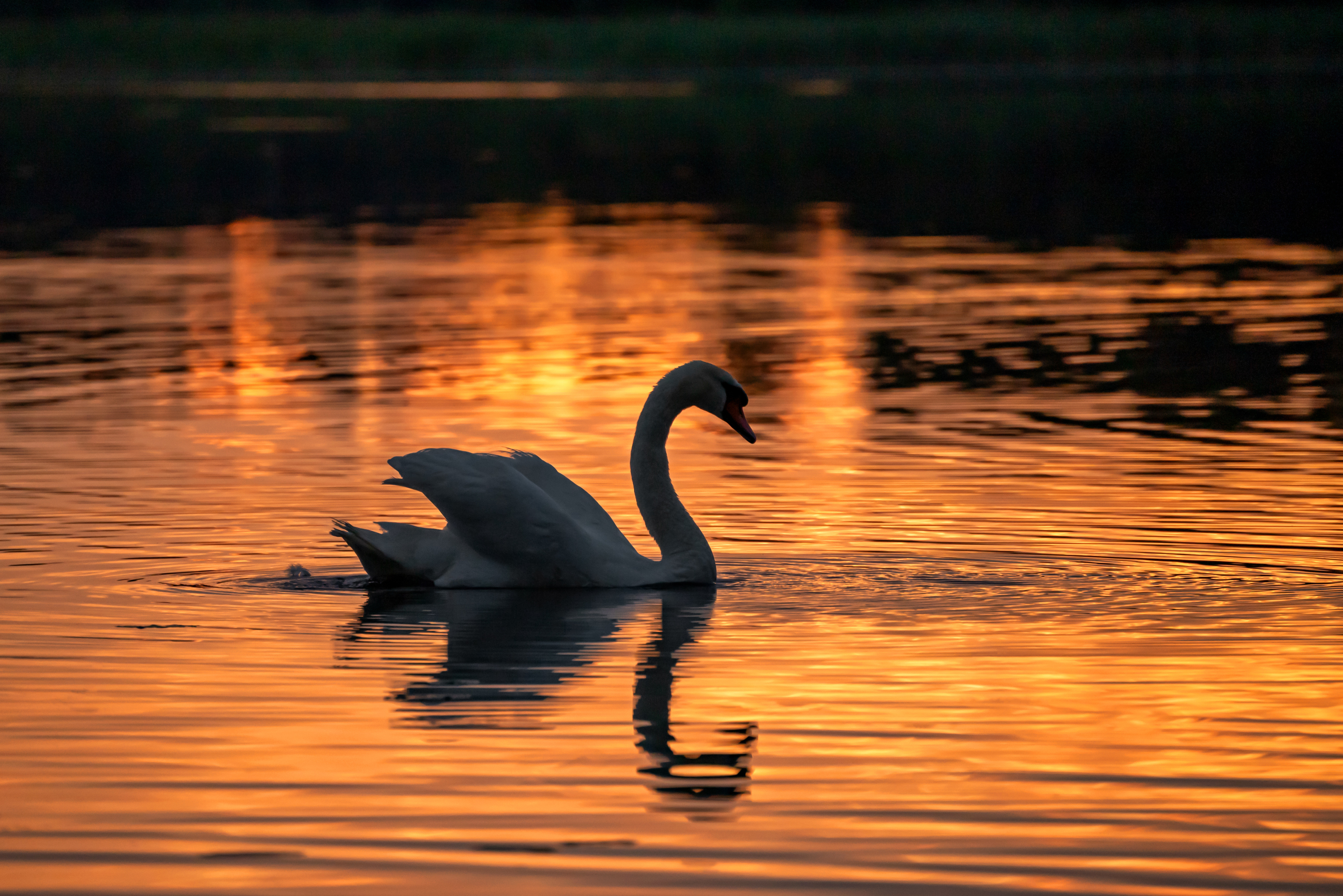 , Желенговский Виктор