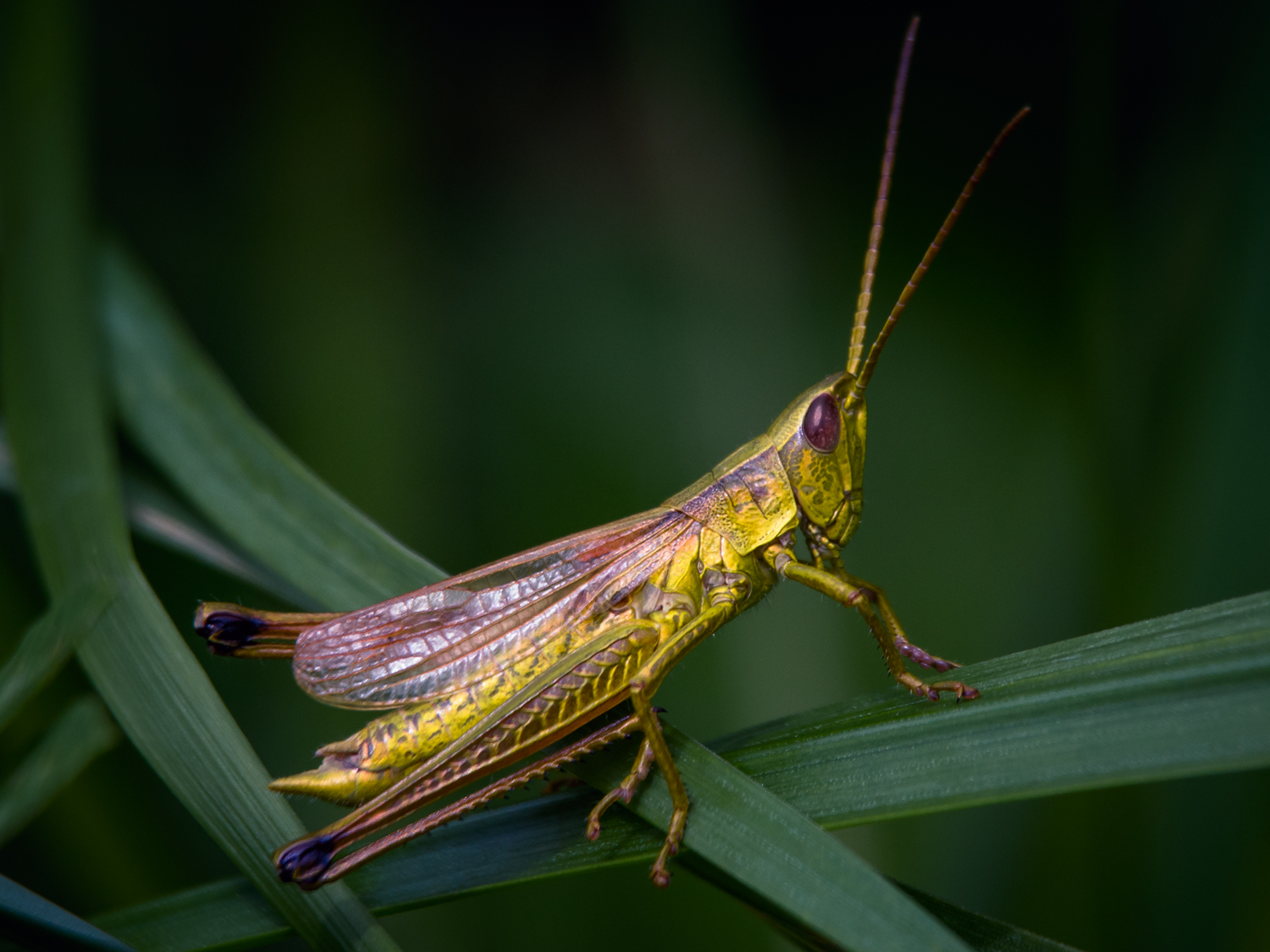 , Алексеев Сергей