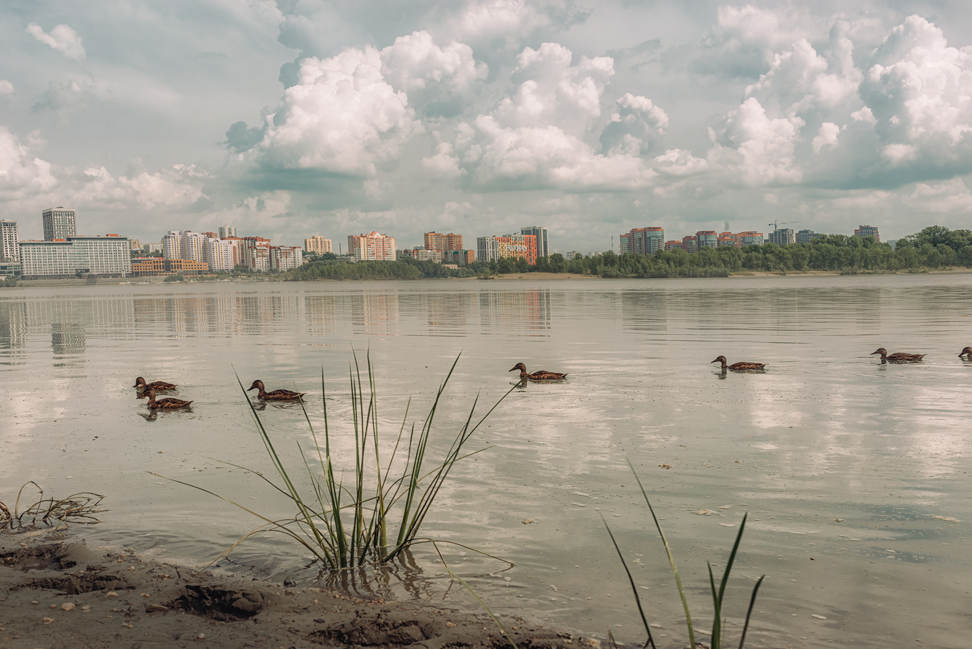 Обь правый берег утки Новосибирск,  Мария