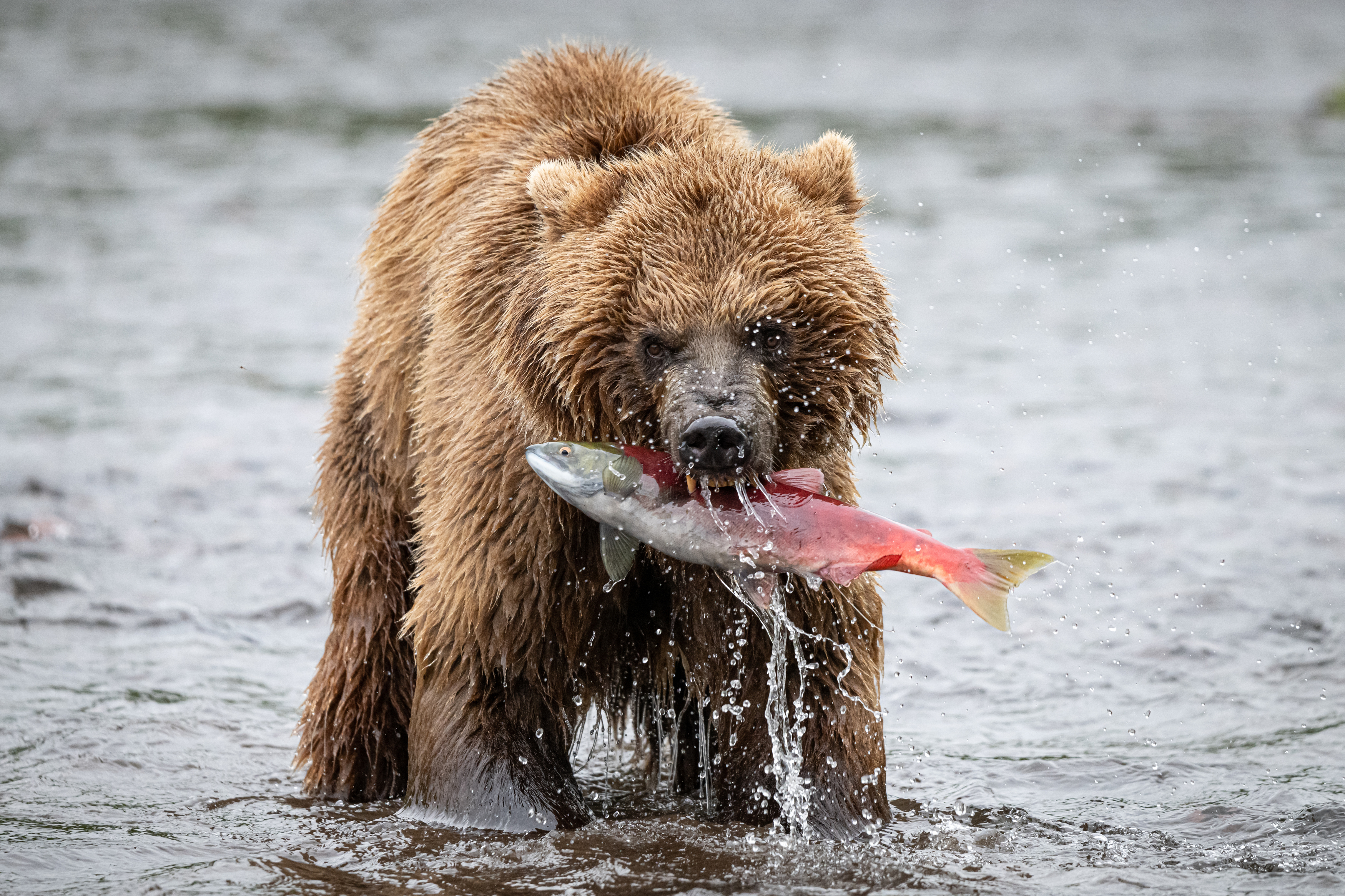 медведь, рыбак, улов, Камчатка, зверь, хищник, Степанова Татьяна
