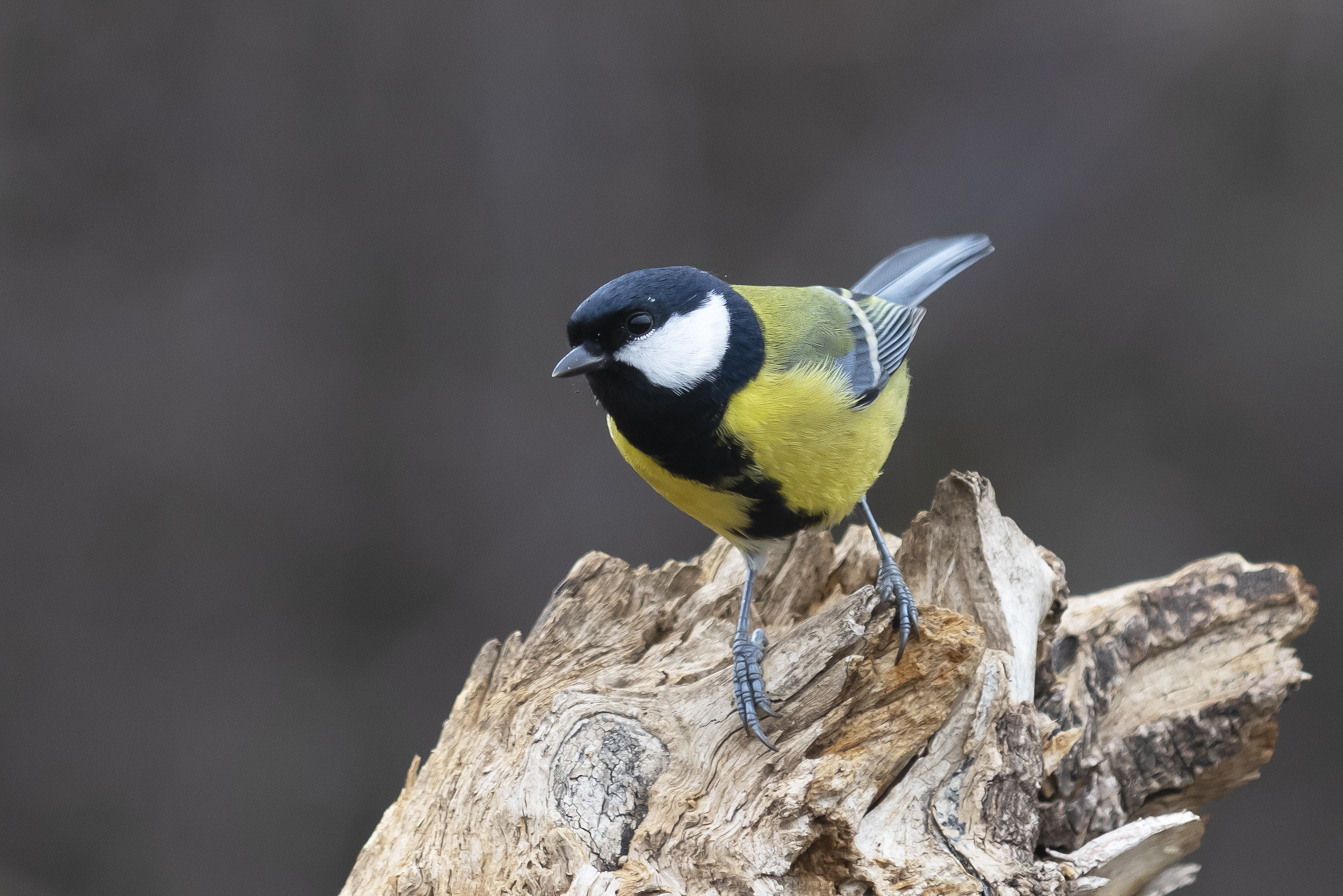 природа, Валерий Черняк