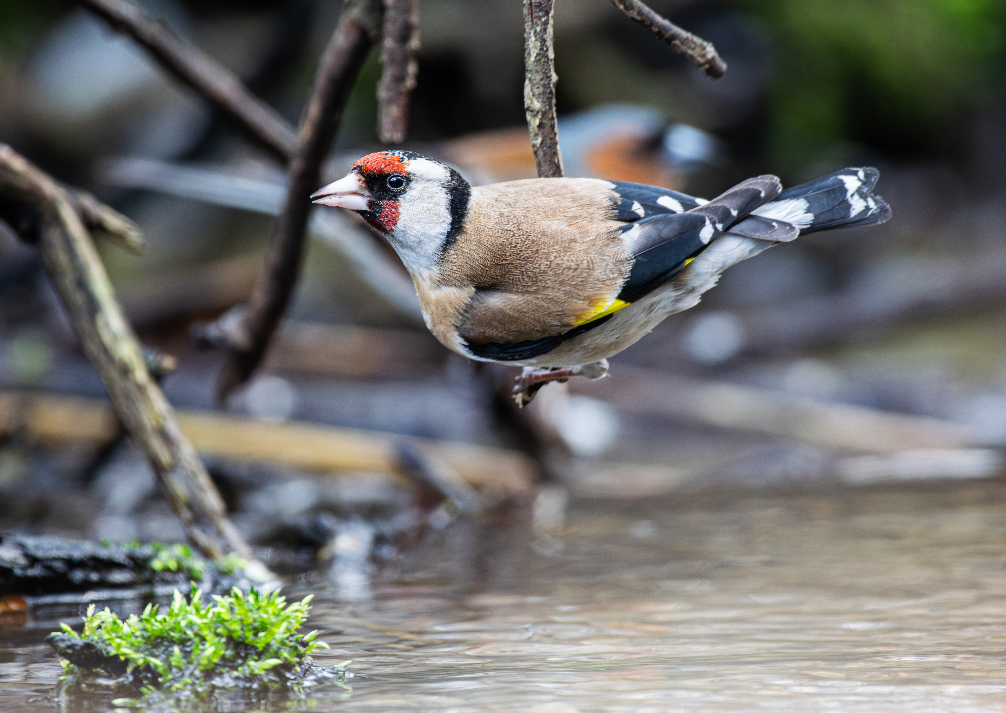 , Алексей Савельев