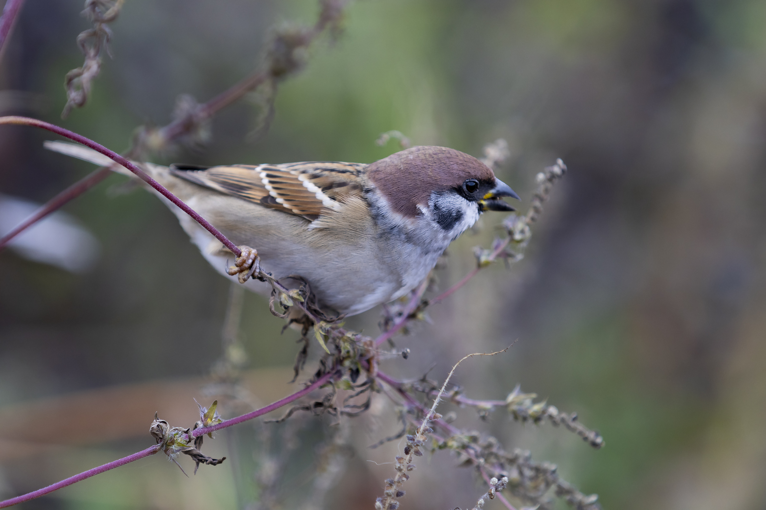 природа, Валерий Черняк
