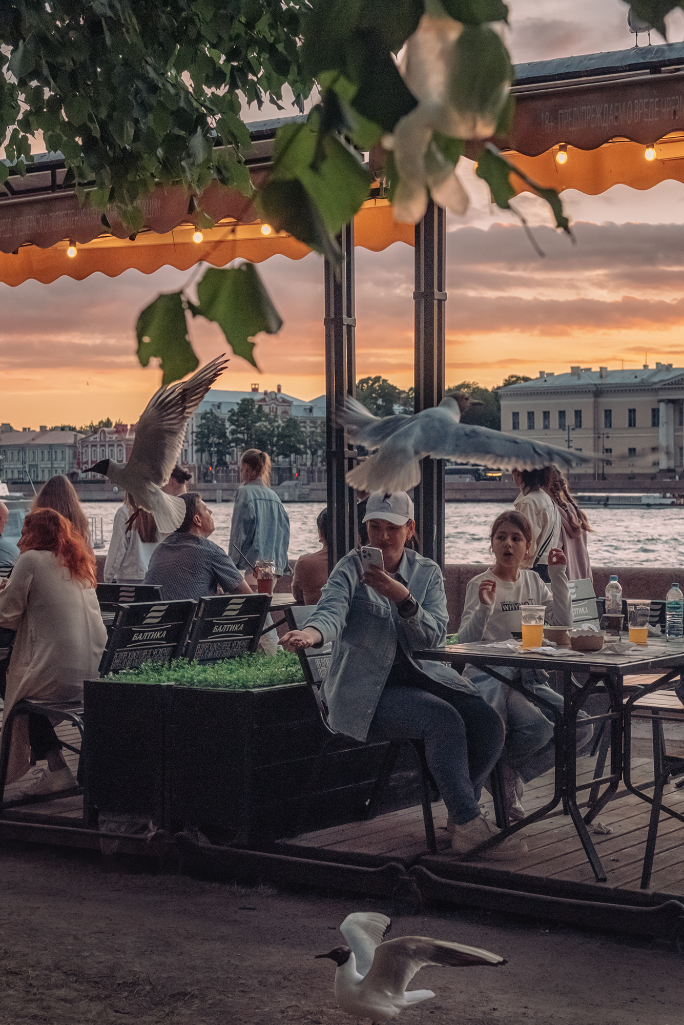 чайки набережная Нева Санкт-Петербург,  Мария