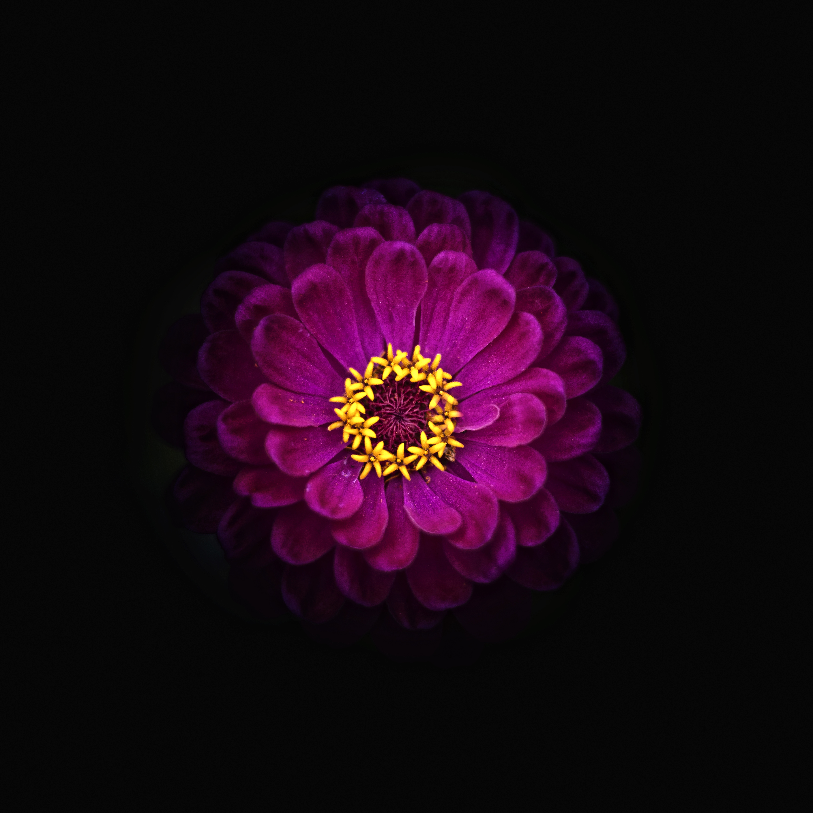 , Гуляев Алексей