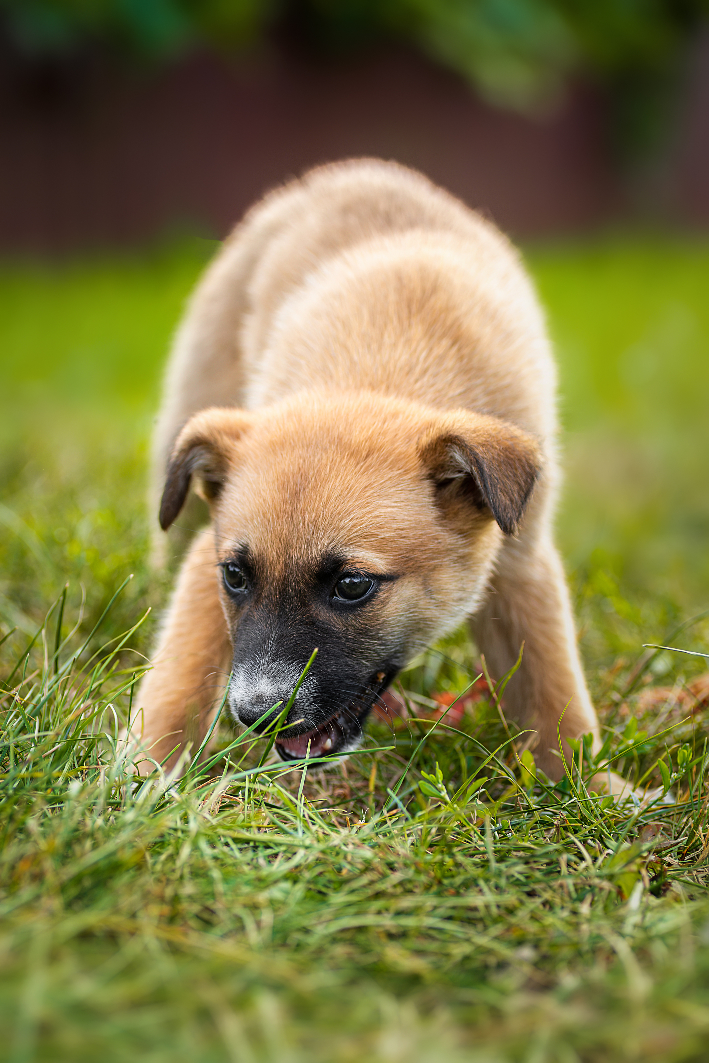 , Корнеев Алексей