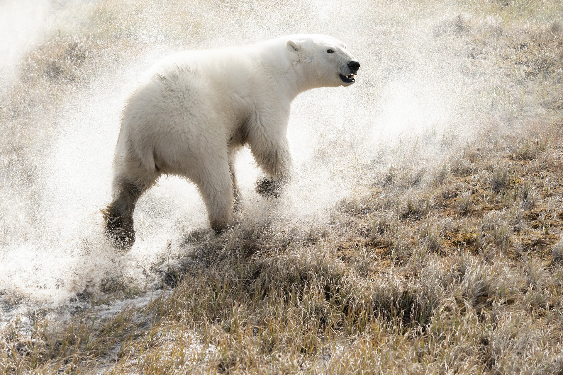 дикая природа, путешествия, медведь, белый медведь, wildlife, outdoor, polar bear, Алексей Романов