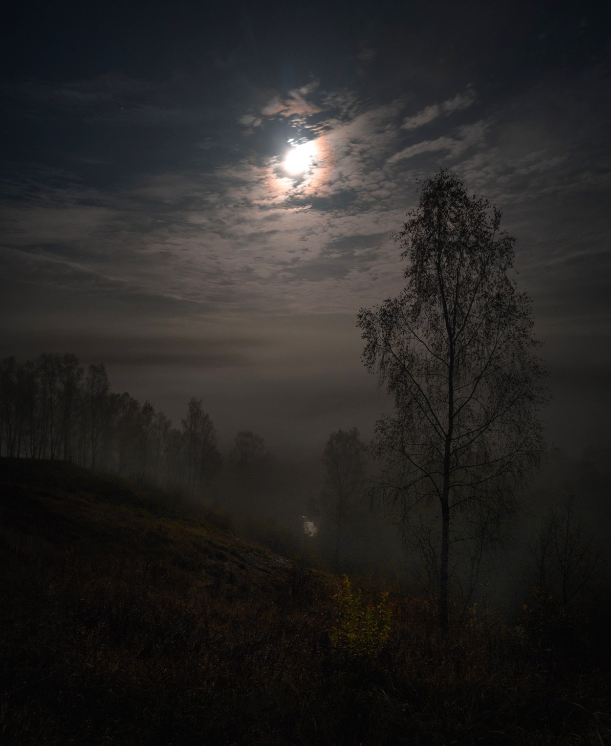 лес, свет, ночь, природа, Баранов Олег