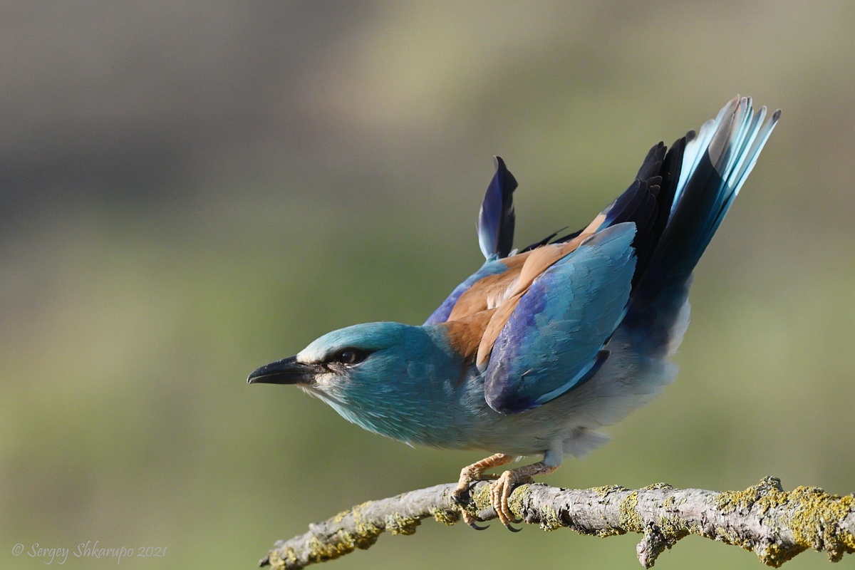 , Сергей Шкарупо