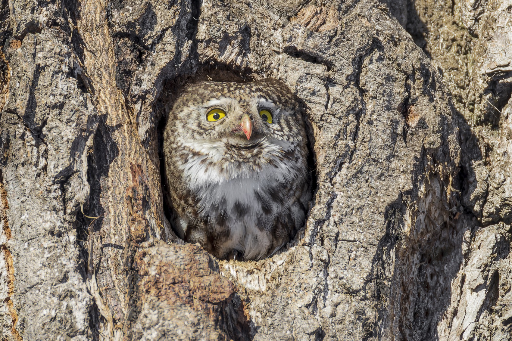 воробьиный сычик, воробьиный сыч, сова, птицы,, Ruslan Pl