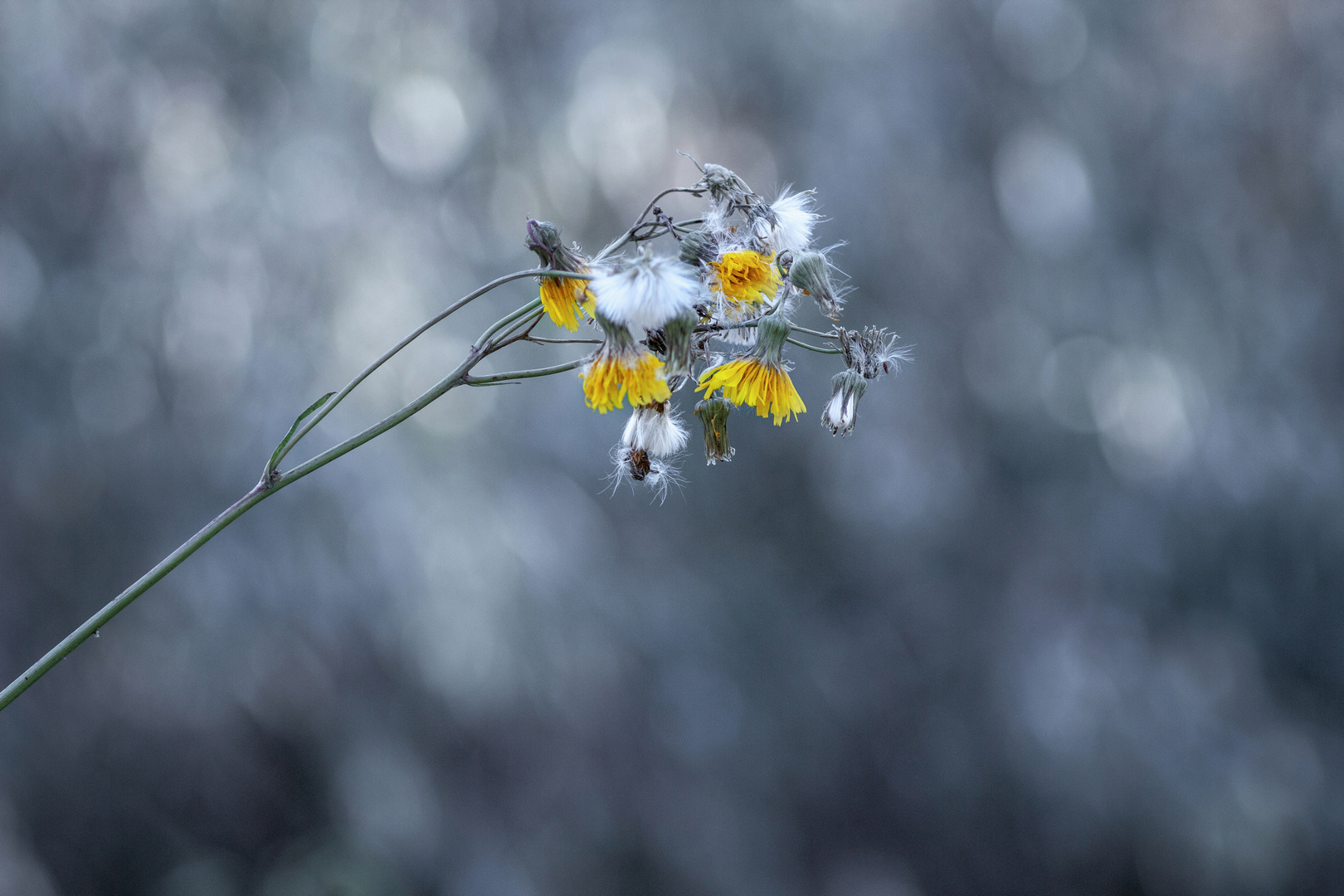 осот, Александр Канцур