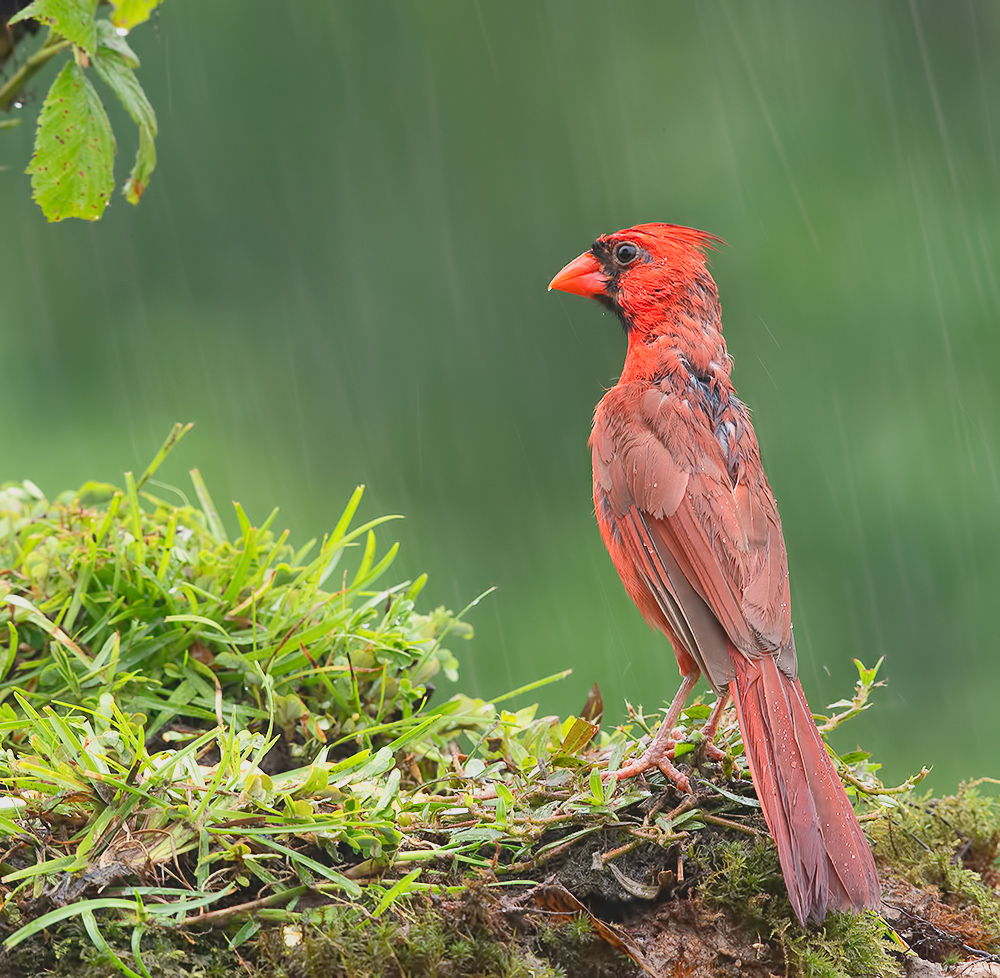 красный кардинал, northern cardinal, cardinal,кардинал, дождь,rain, Etkind Elizabeth