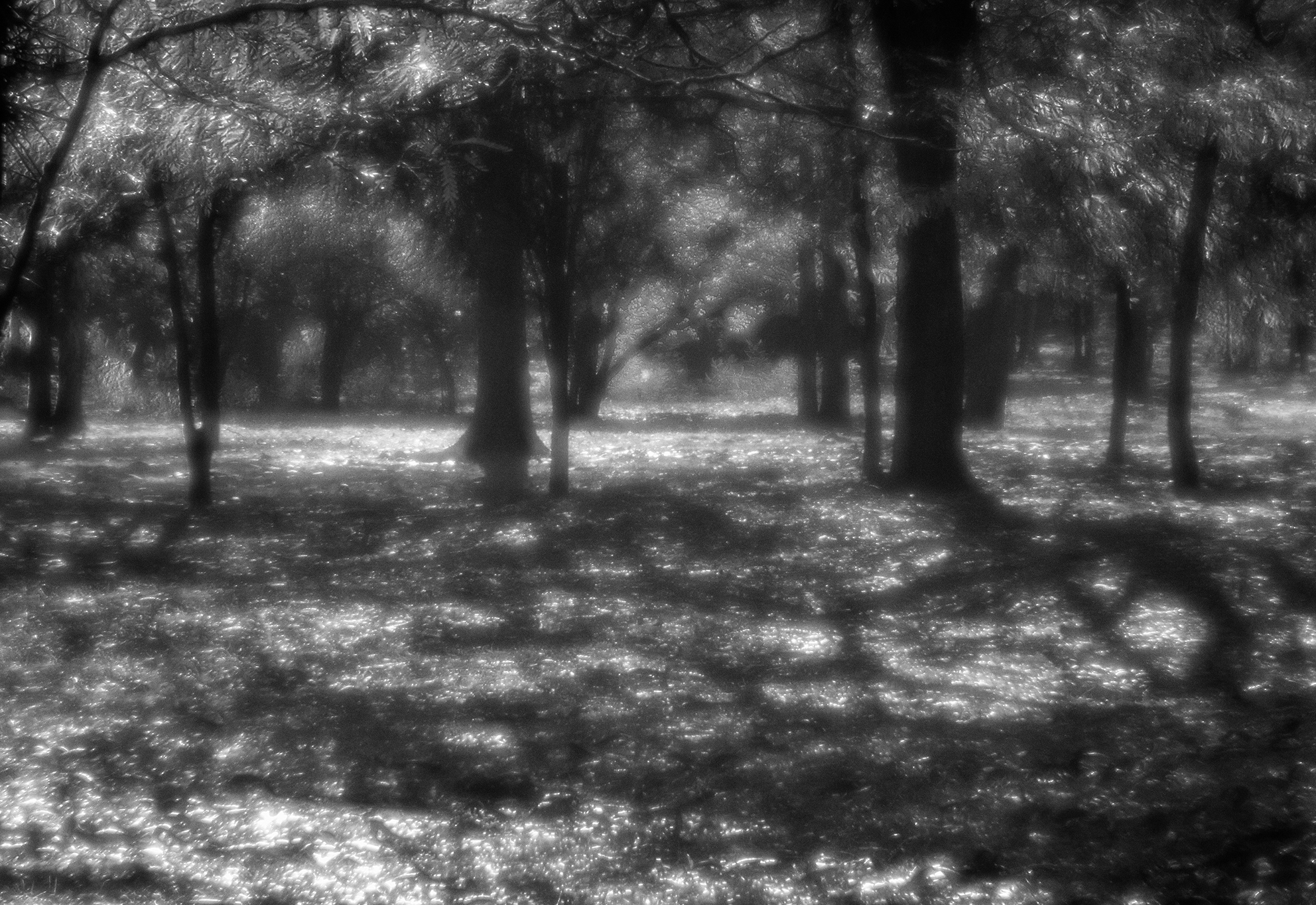 , Андрей Петросян