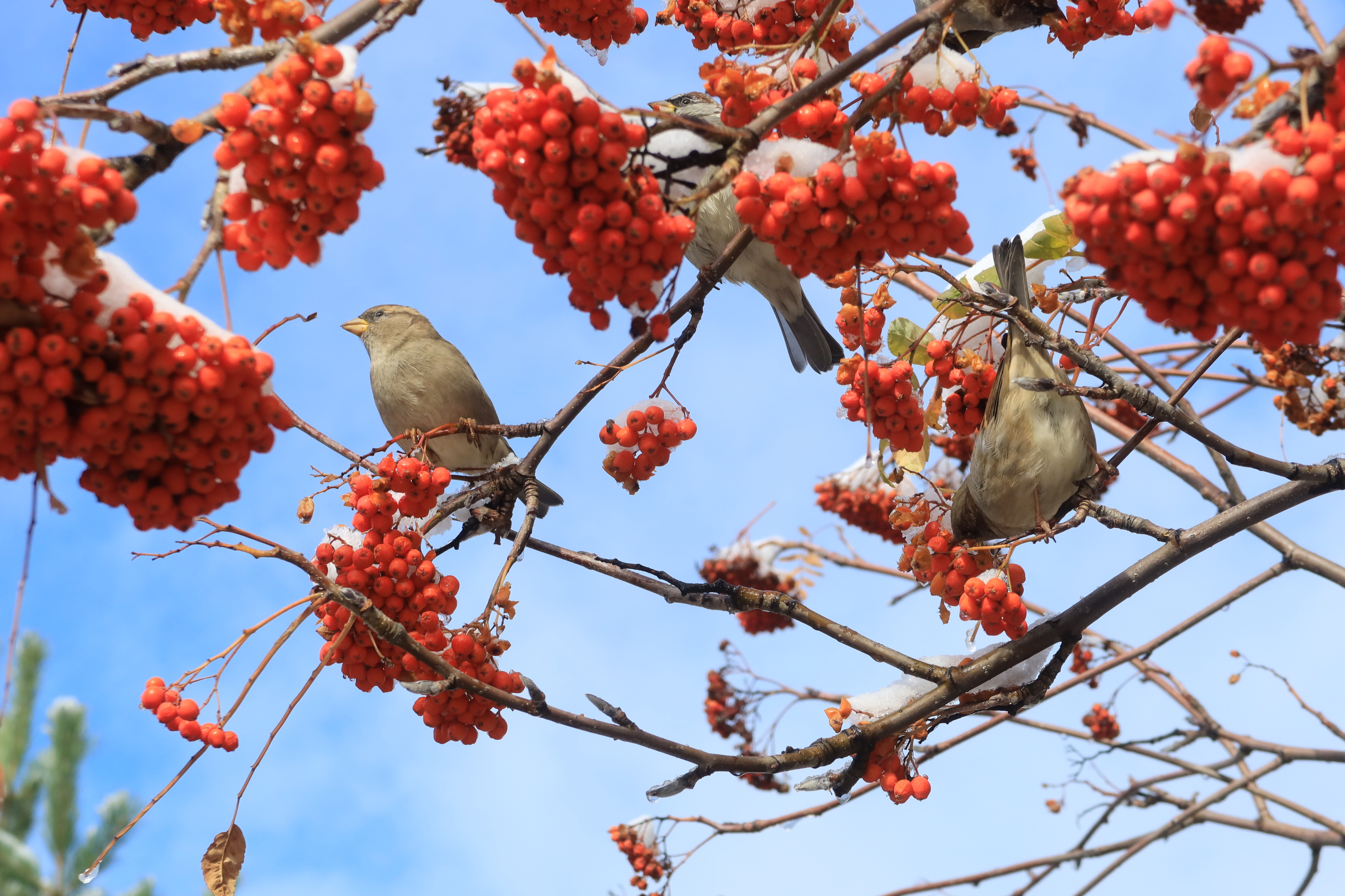 рябина,воробьи,природа, Козлова Галина