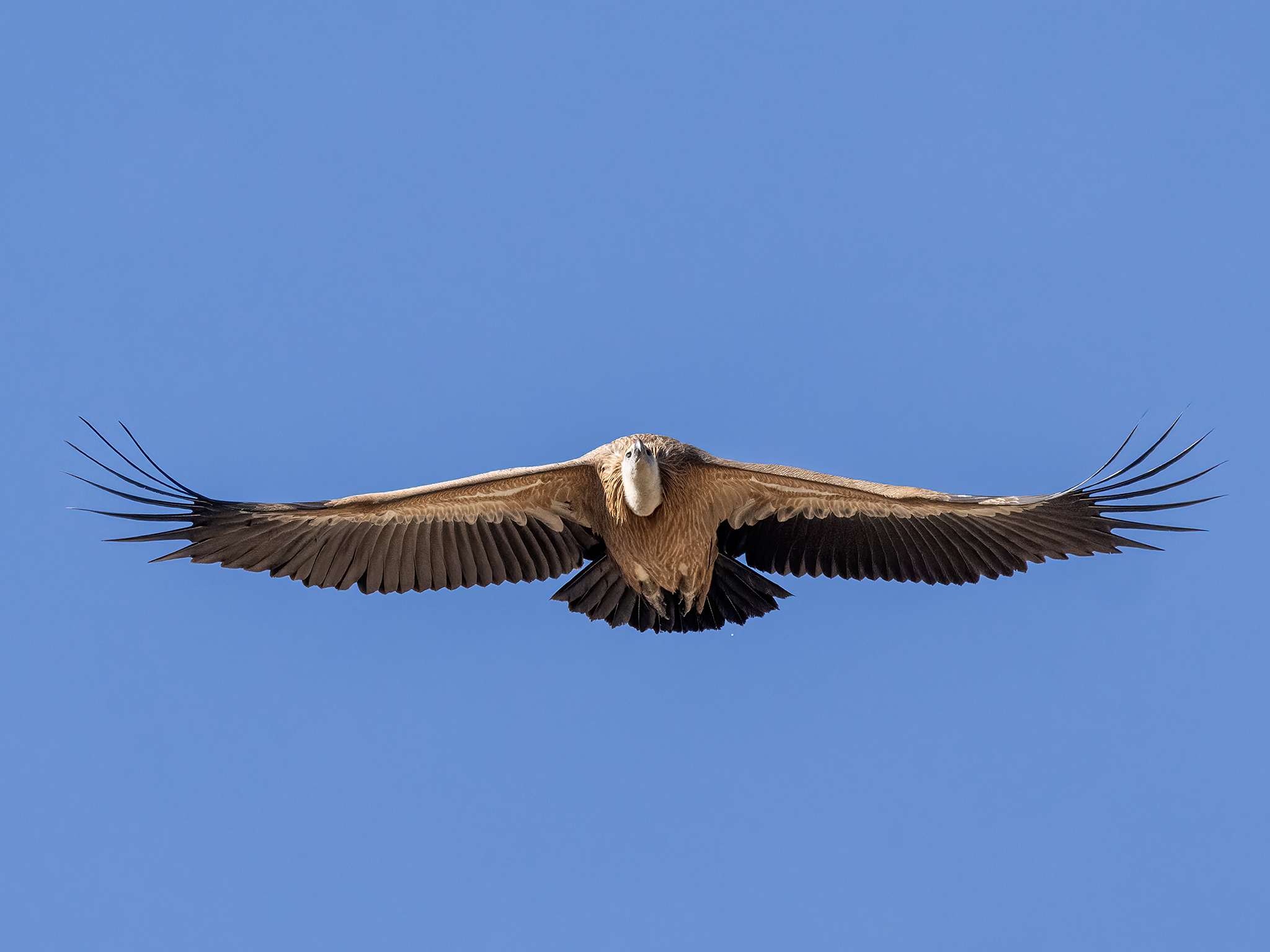 , Fernando Burgalin Sequeira