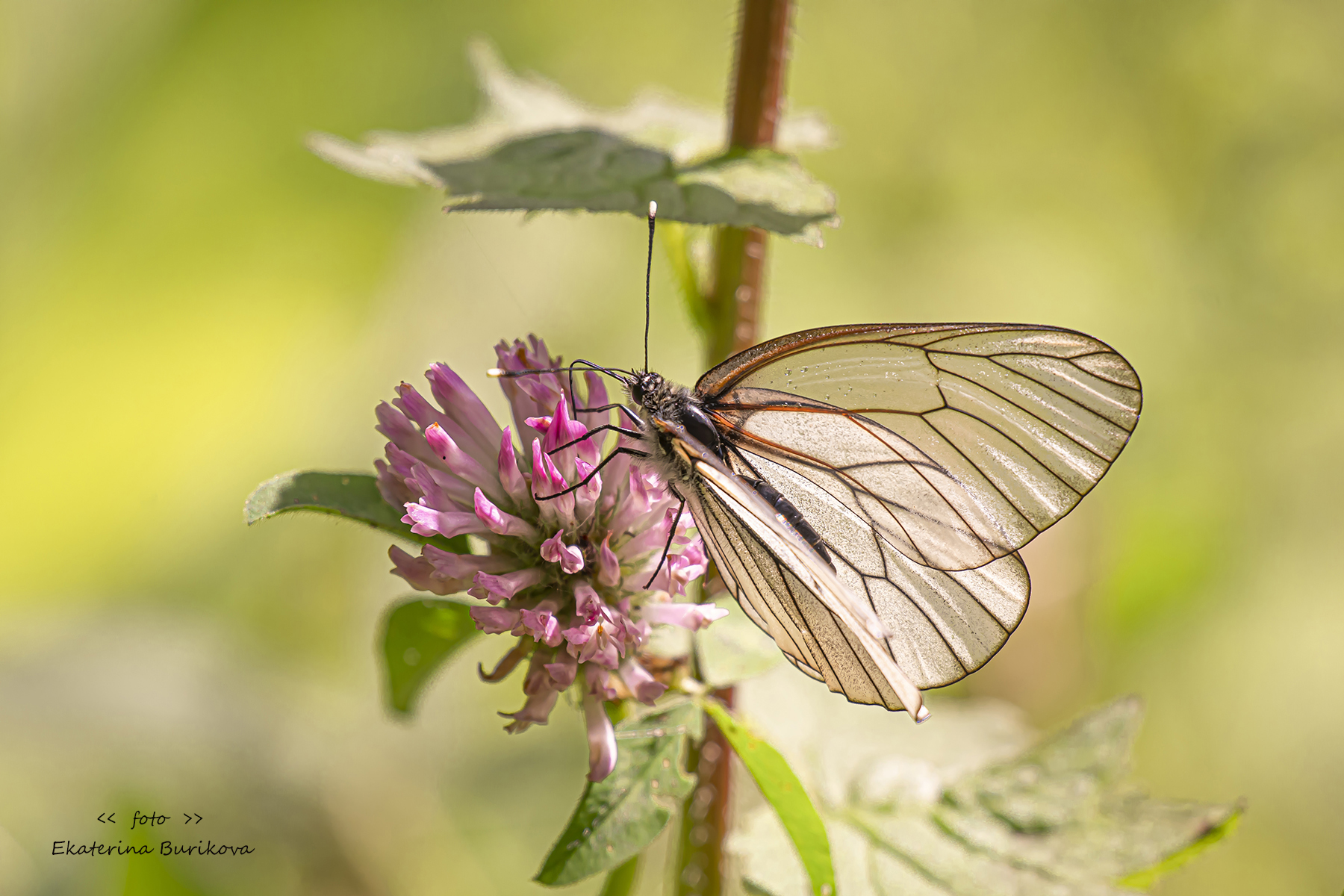 , Бурикова Екатерина