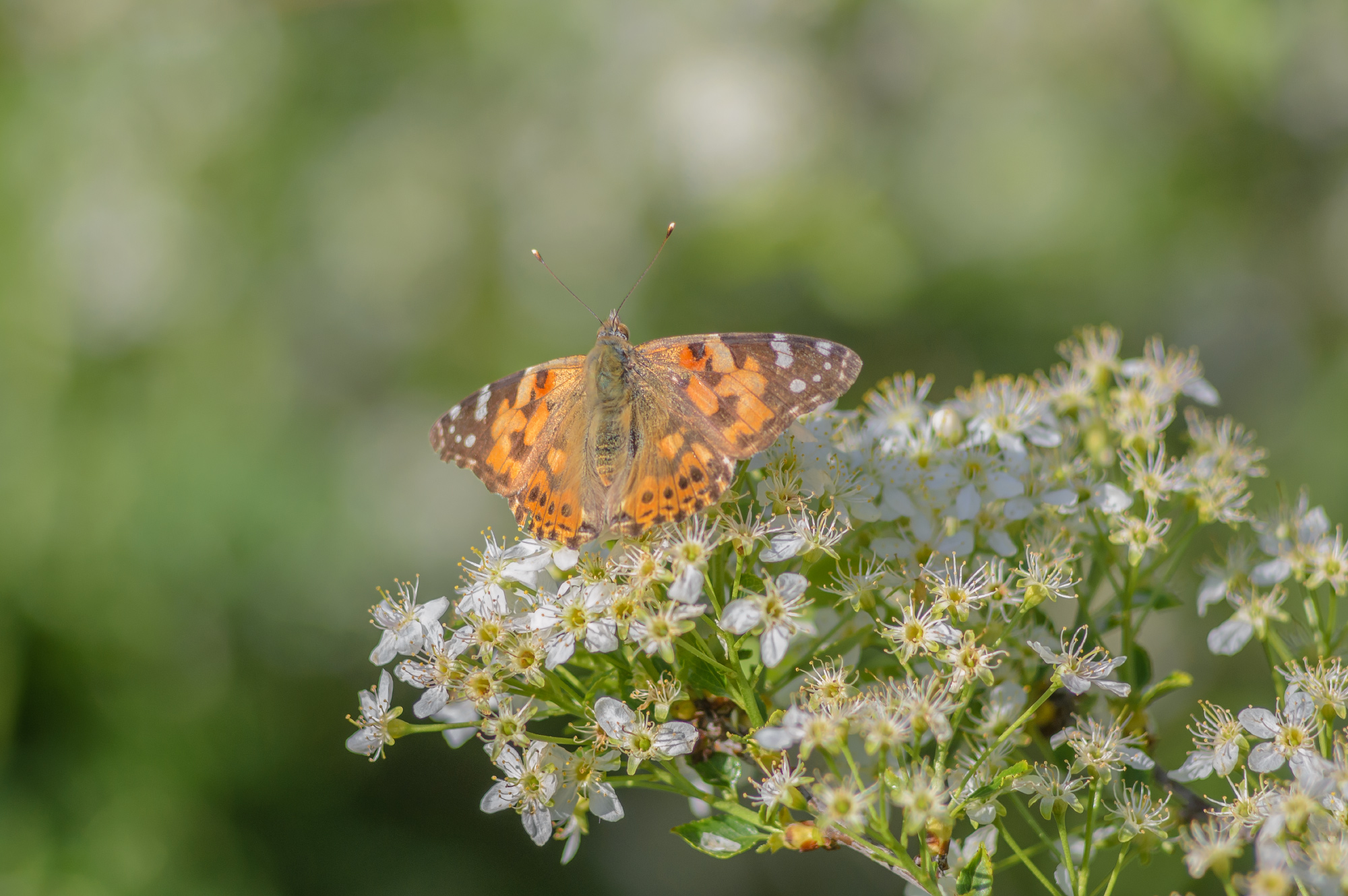 , Лысенко Сергей