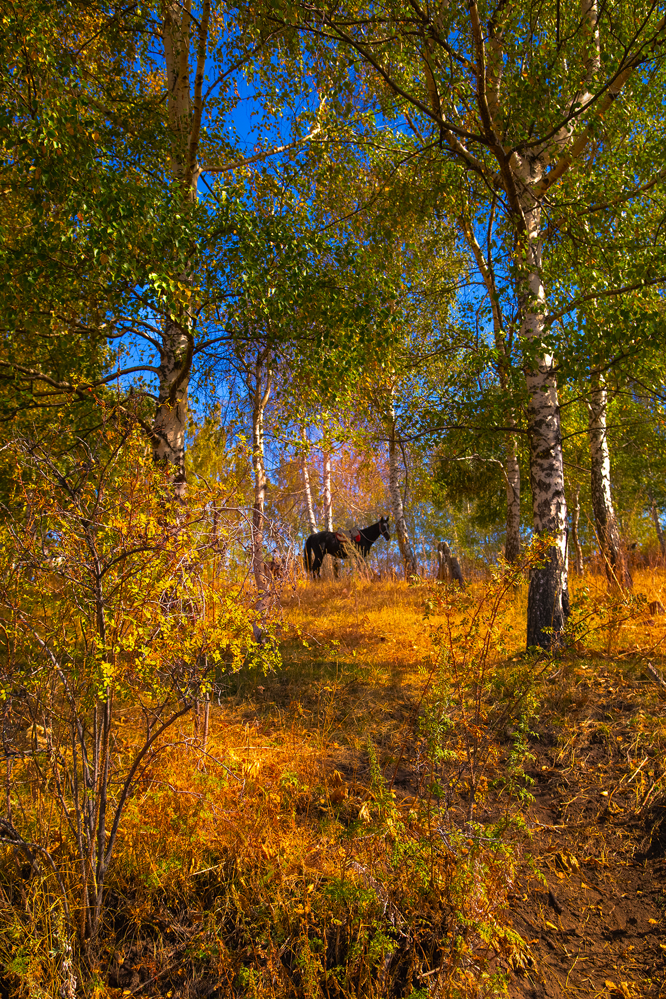 кыргызстан, чон-кемин, Элина Магалимова