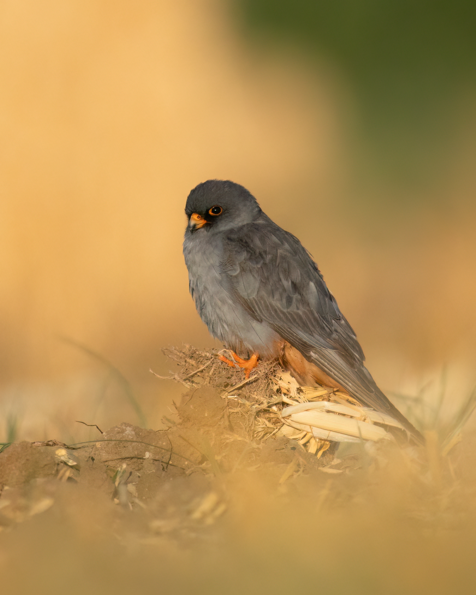 , Фруман Евгений