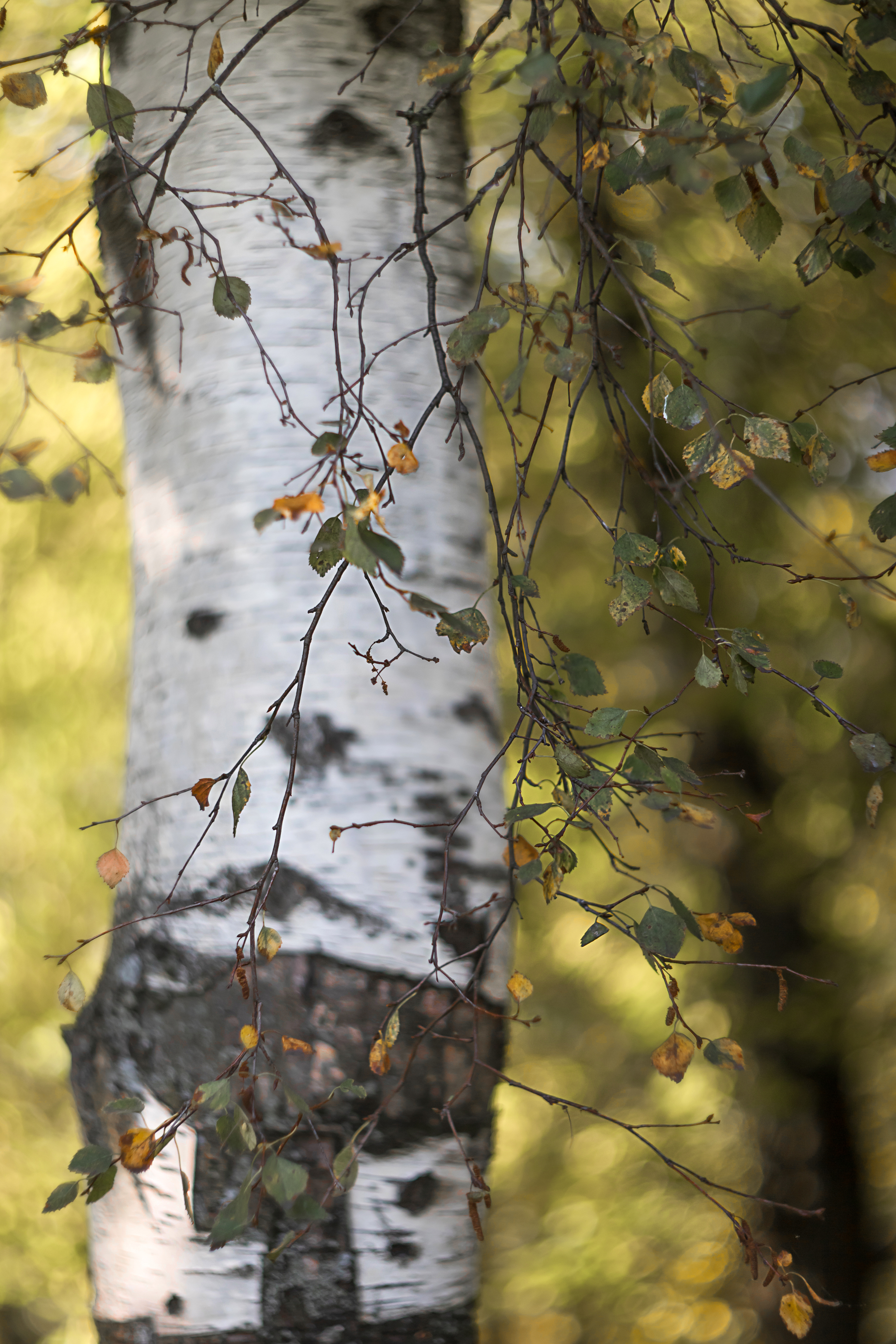 , Обидина Мария