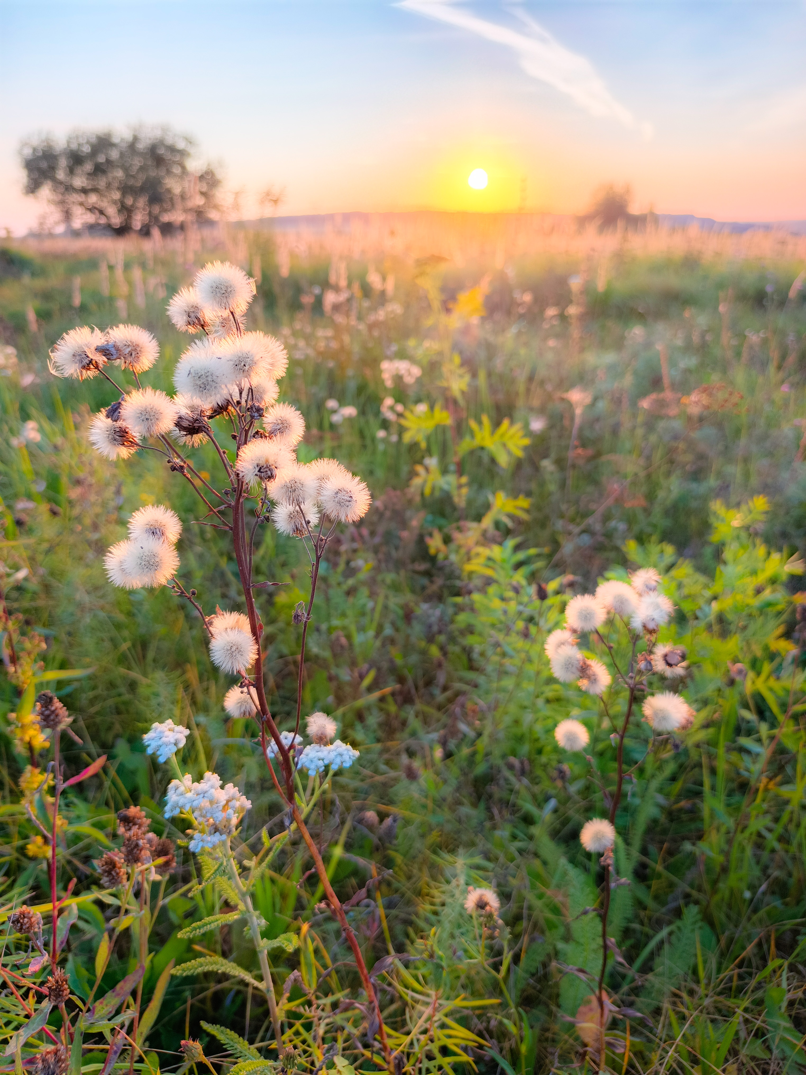 , Кондрашова Светлана