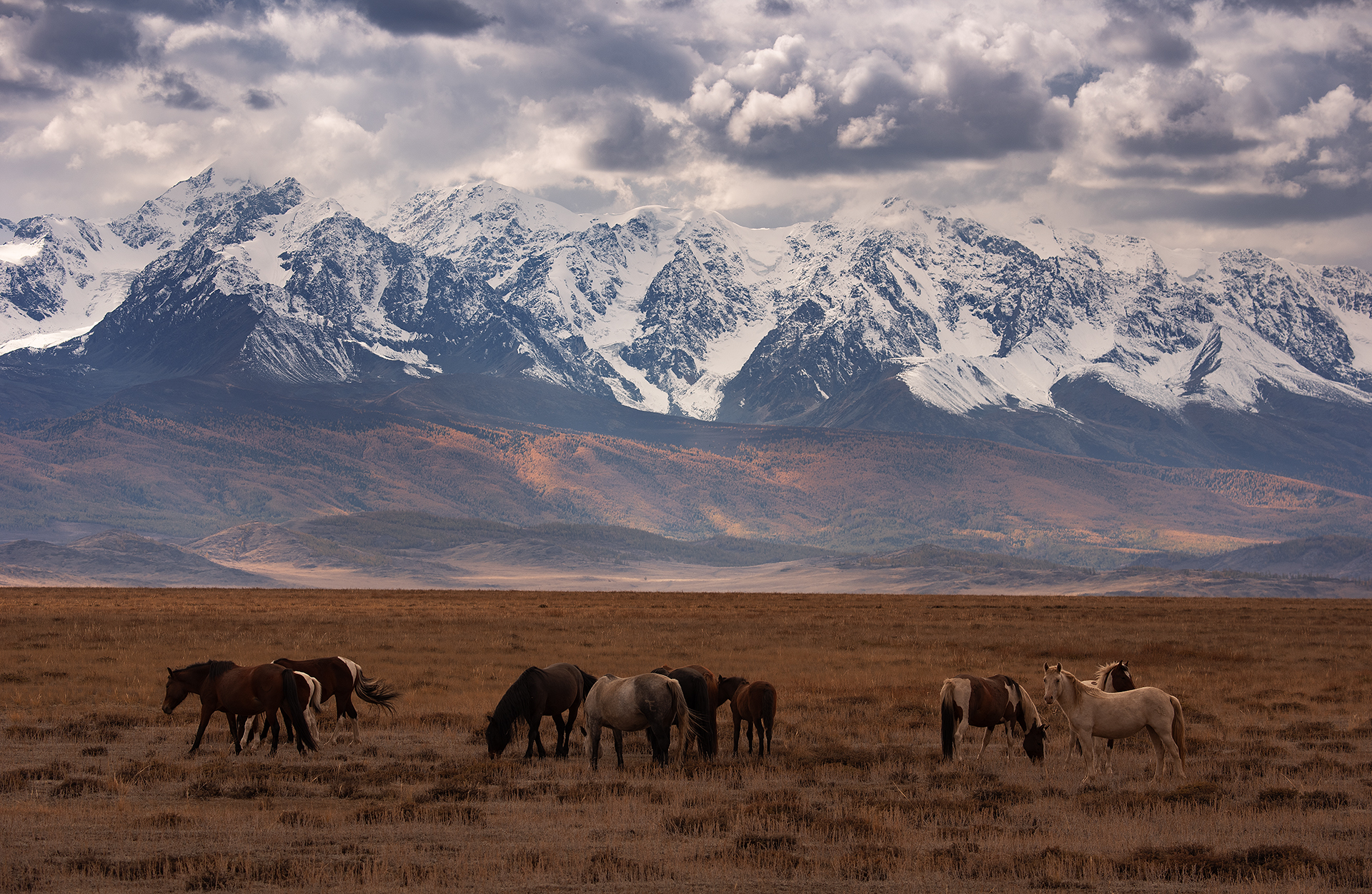 алтай, курай, курайская степь, Petrova Anastasia