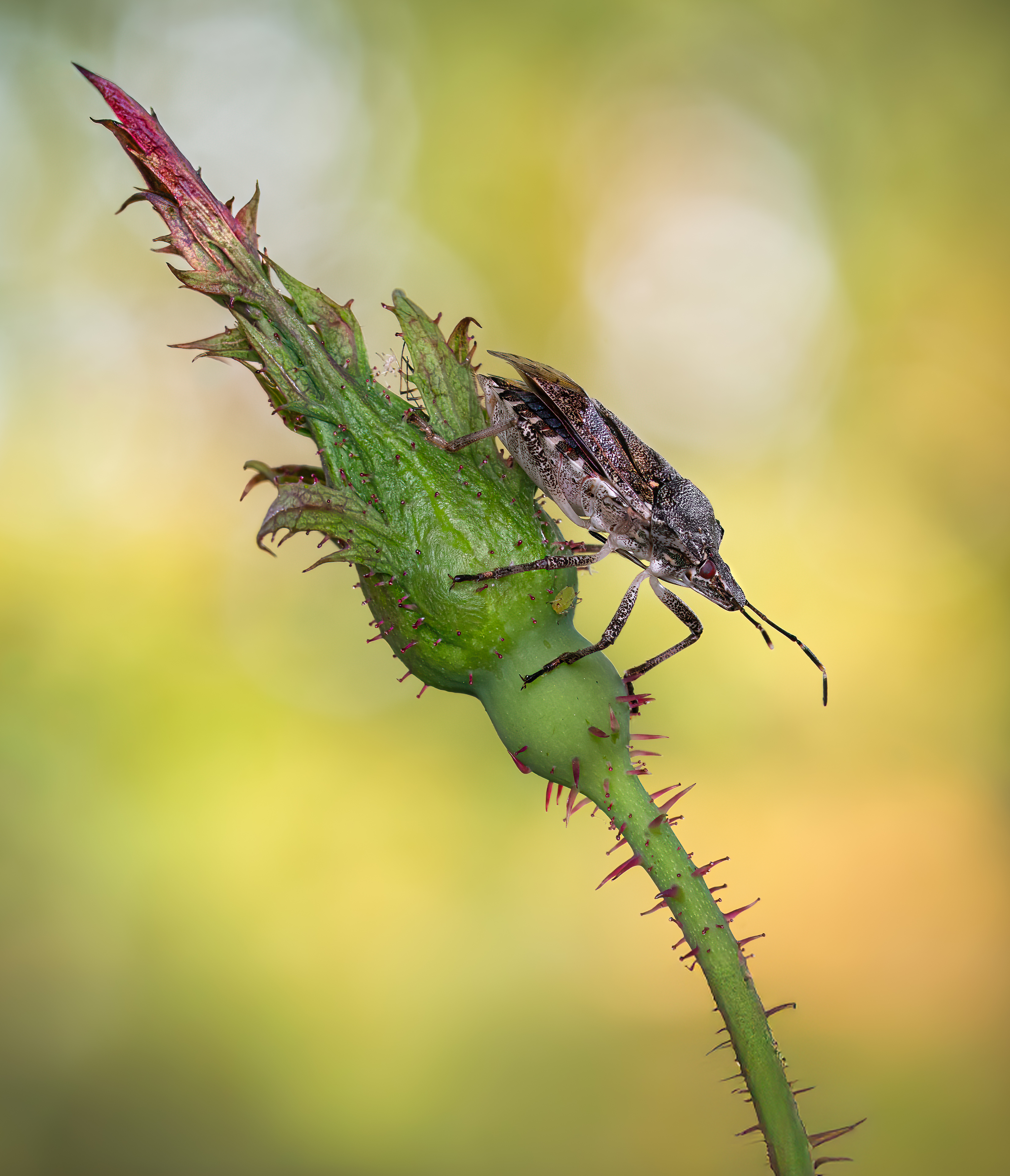 beetle, insect, fall, autumn, stink bug, macro, leaves, season, seasons, camouflage, camouflaged,, Atul Saluja