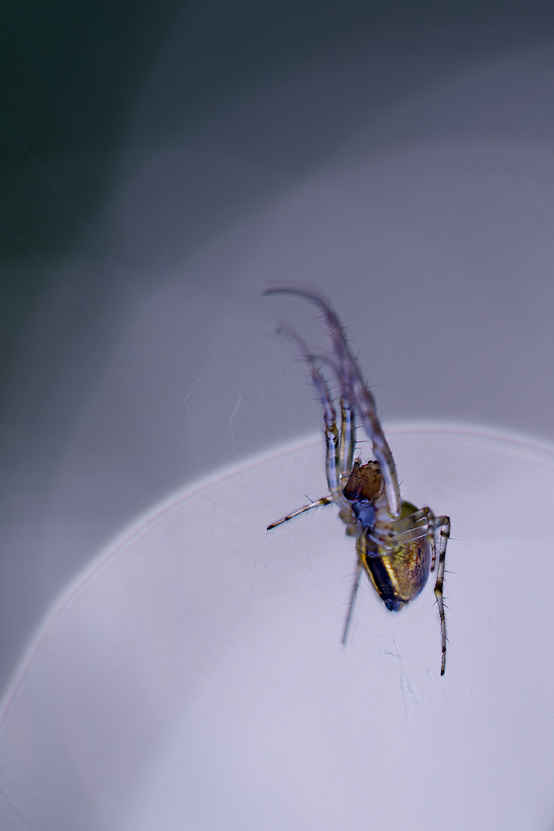 макро, паук, spider, macro, Хилько Марина