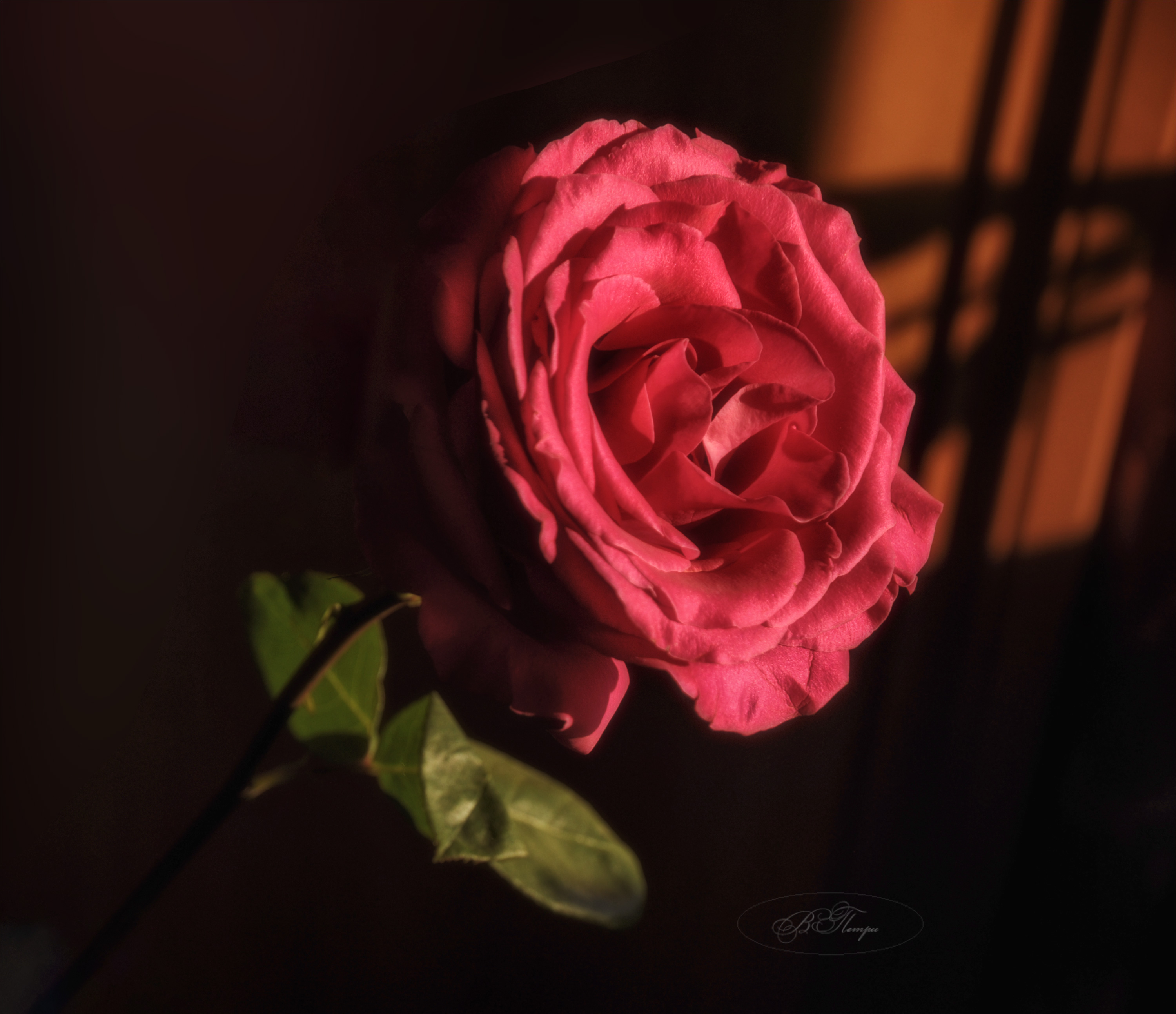 роза тени, Вера Петри