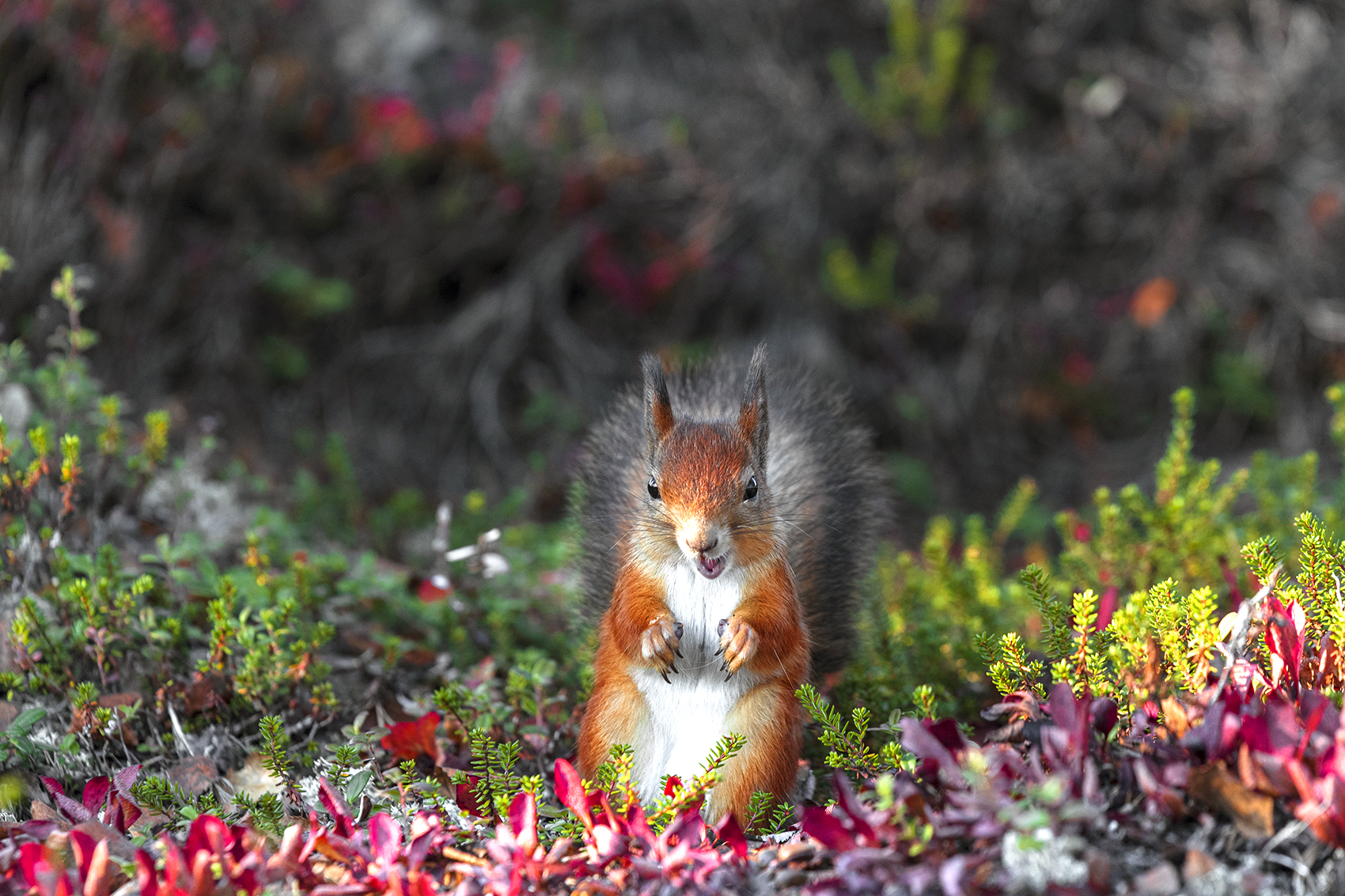 , Ермохина Наталья