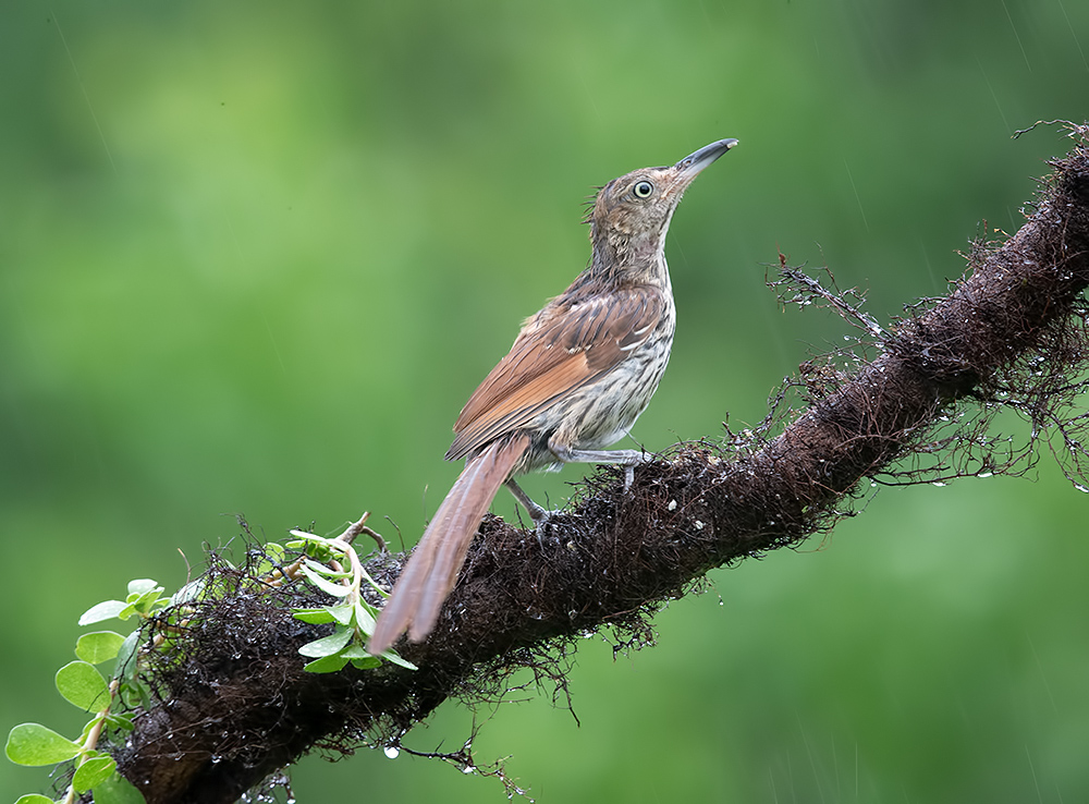 brown thrasher, коричневый пересмешник, пересмешник, thrasher, дождь, Etkind Elizabeth