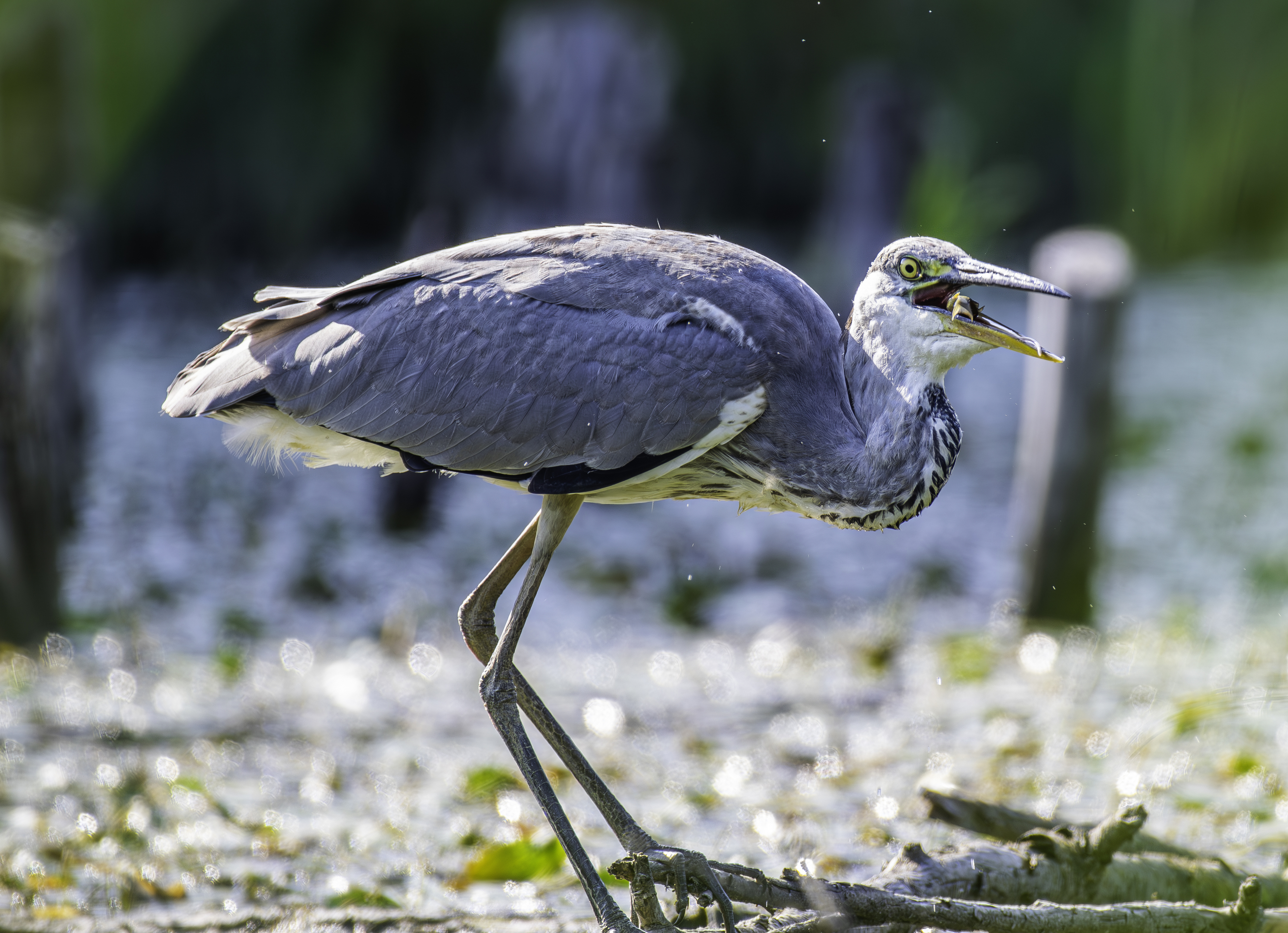 , Алексей Савельев