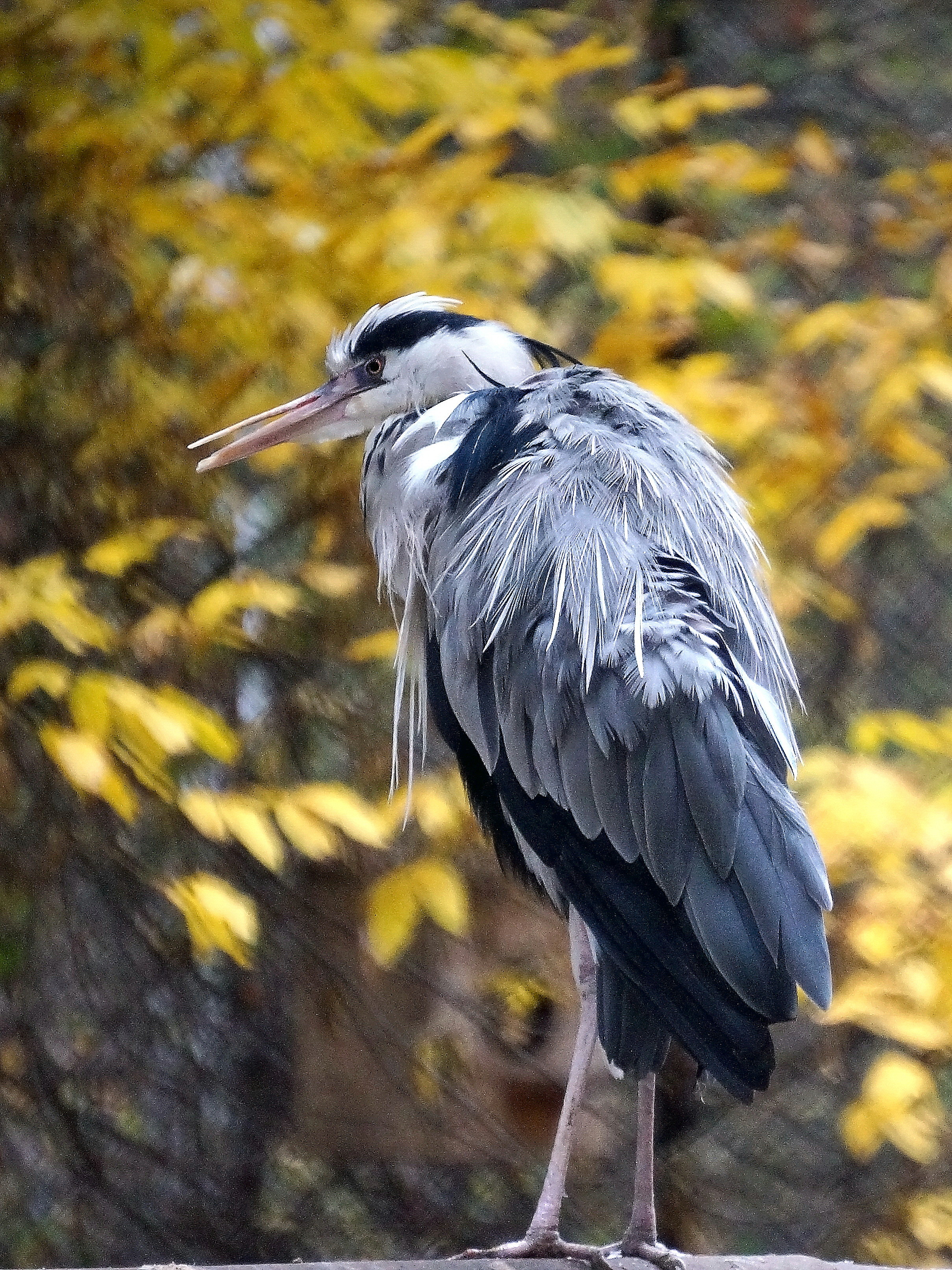 цапля, птицы, аистообразные, настоящие птицы, цаплевые, серая цапля,,  Людмила