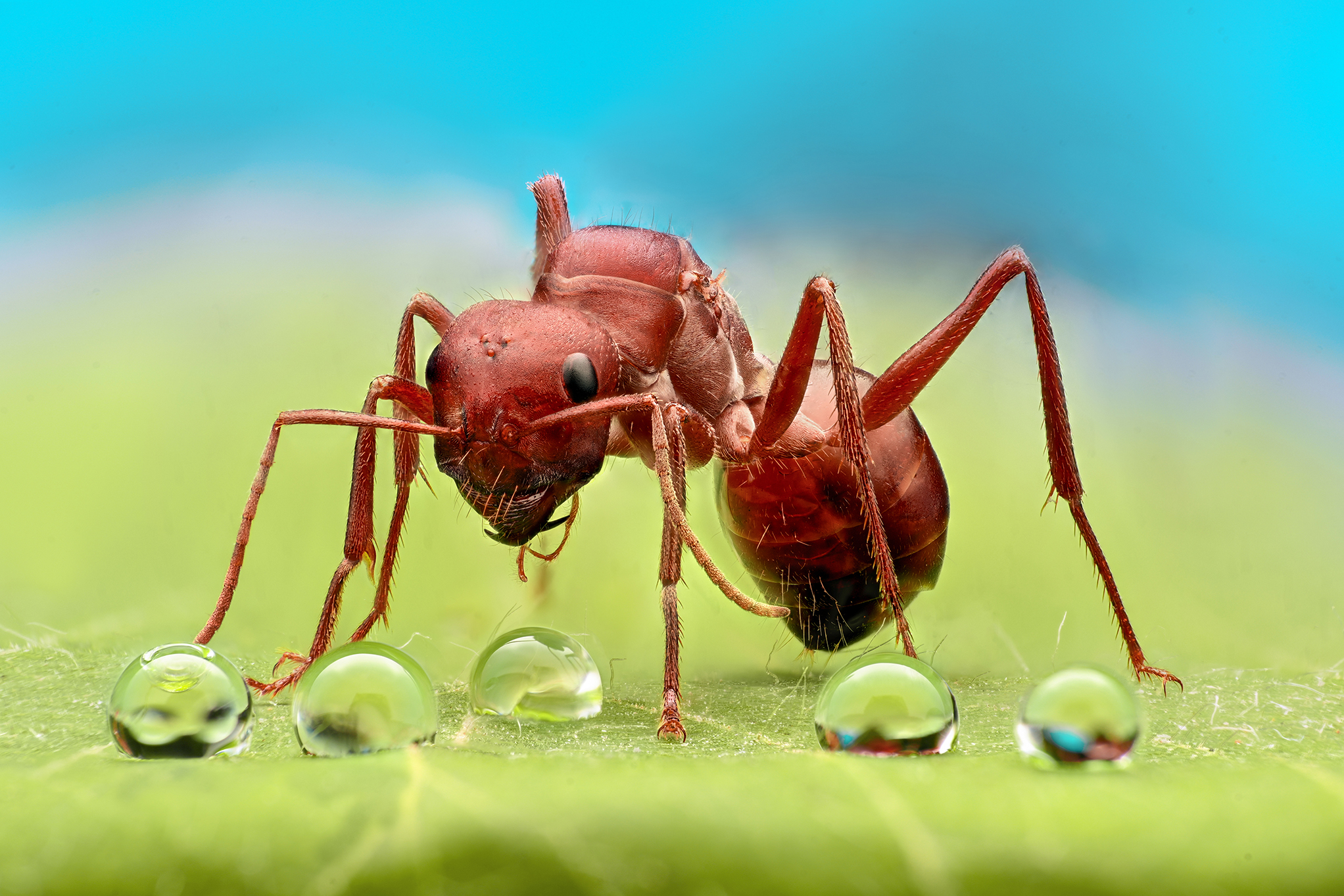 ceclii, macro, Tsvetan Ganev