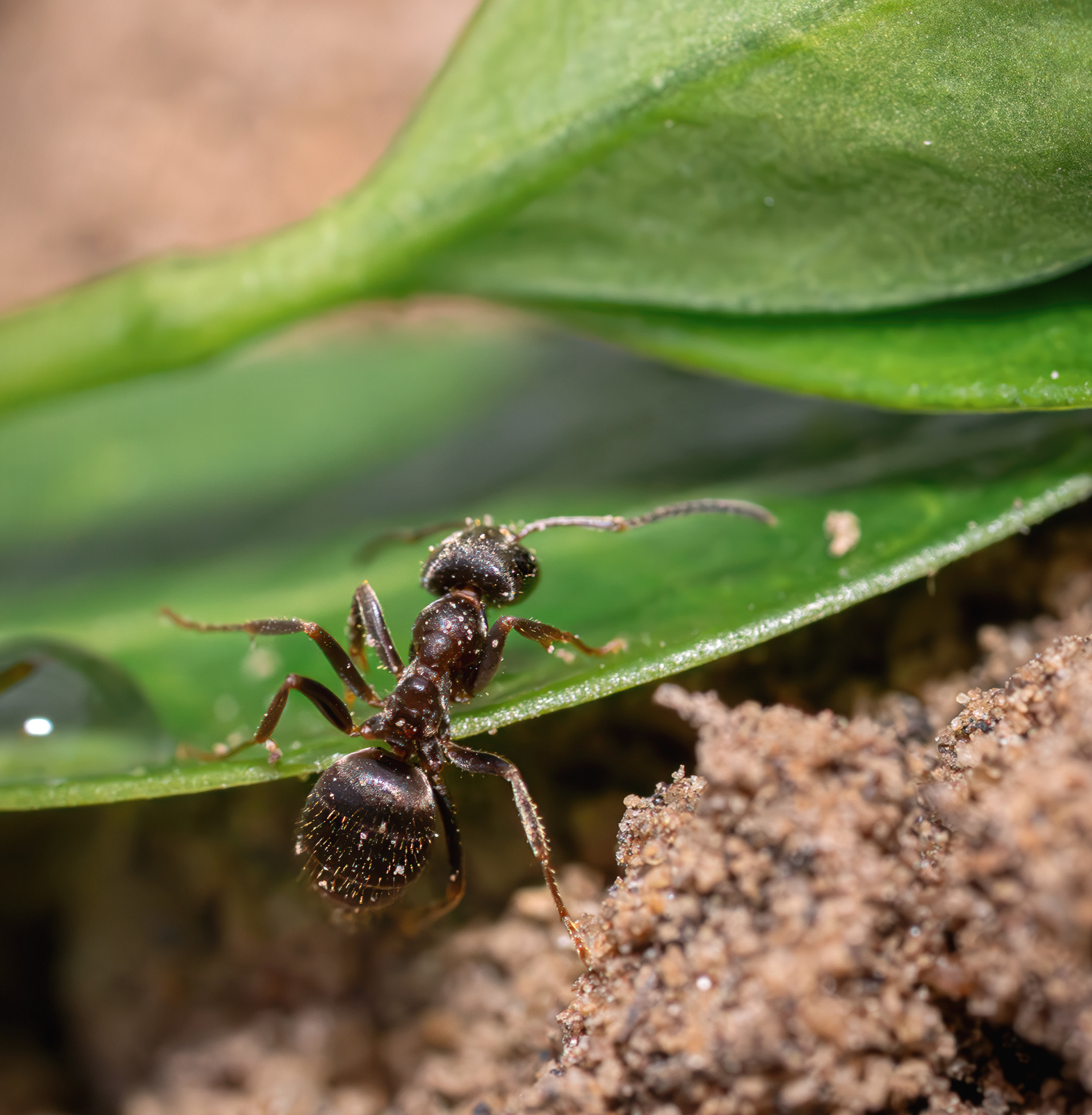 Муравей лето макро, Ворожцова Марина