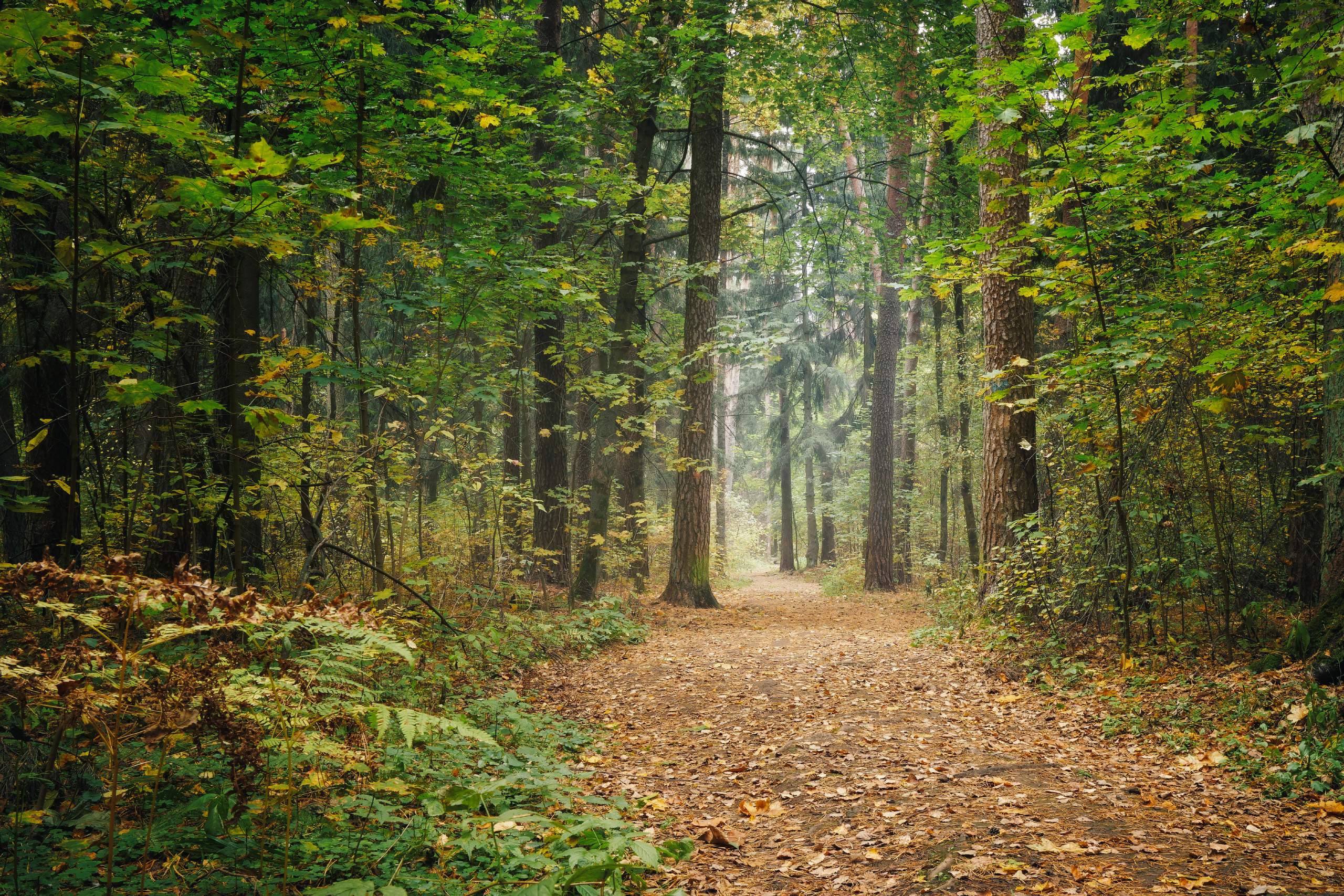 лес, деревья, листва, осень, Валерий Вождаев