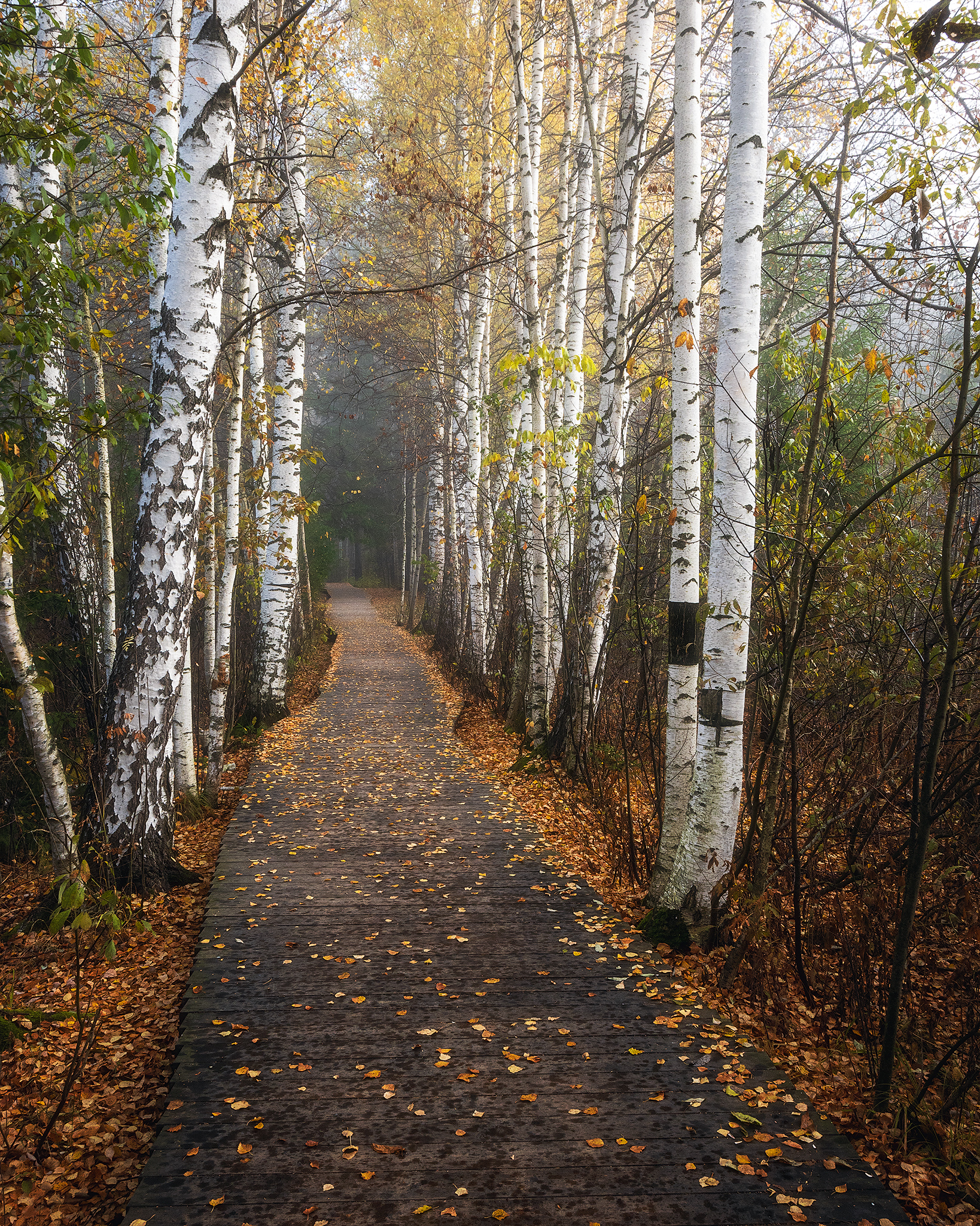 пермский край, пейзаж, рассвет, красота природы, поле, лес, березы, туман, утро, осень, Кузнецов Кирилл