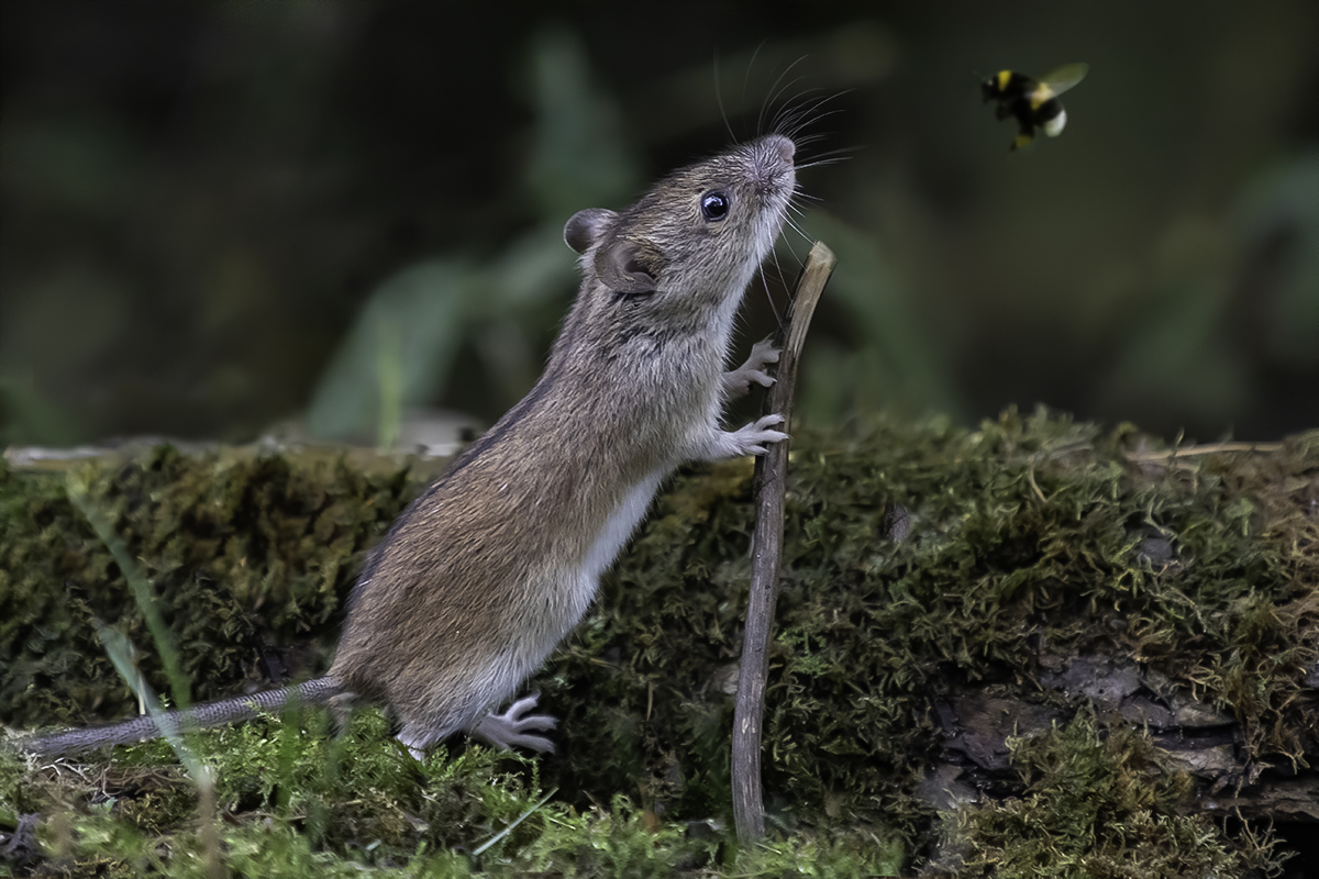 лес, мышь, пчела, Сытина Наталия