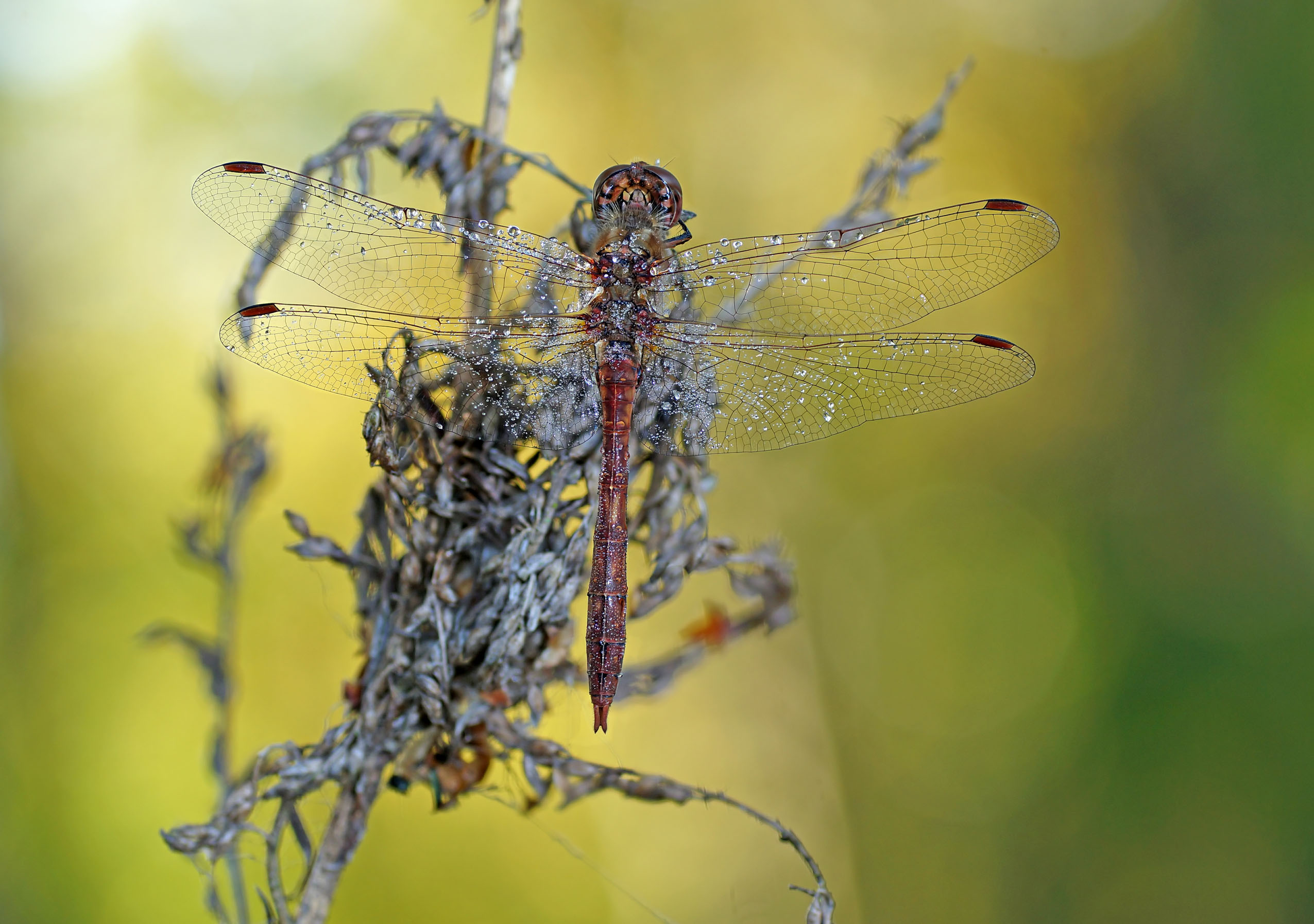 , Аленксей Чепленко