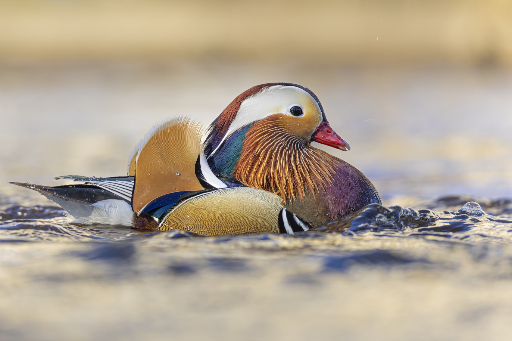 мандаринка, утка, птицы, красная книга, Ruslan Pl